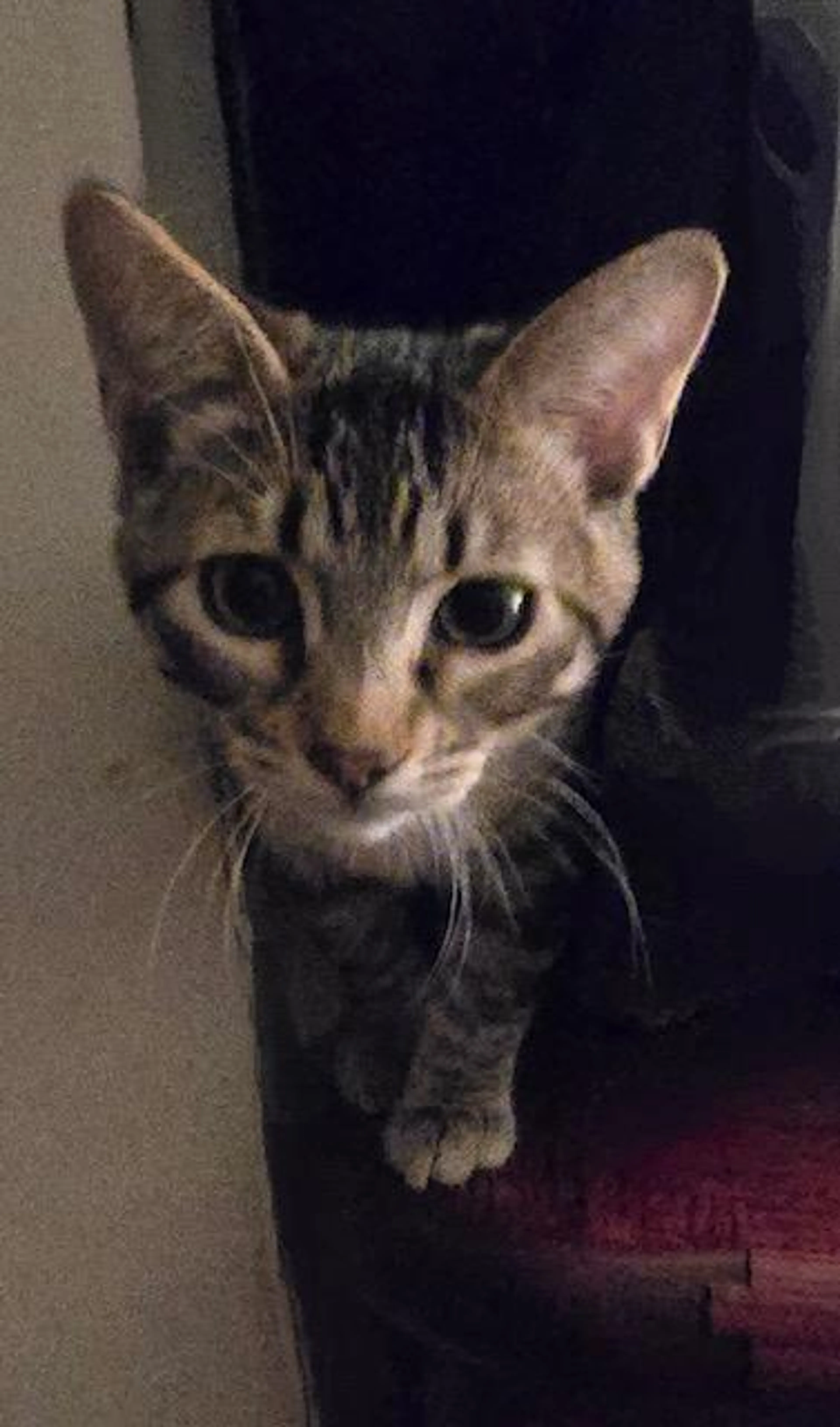 Found pet-3