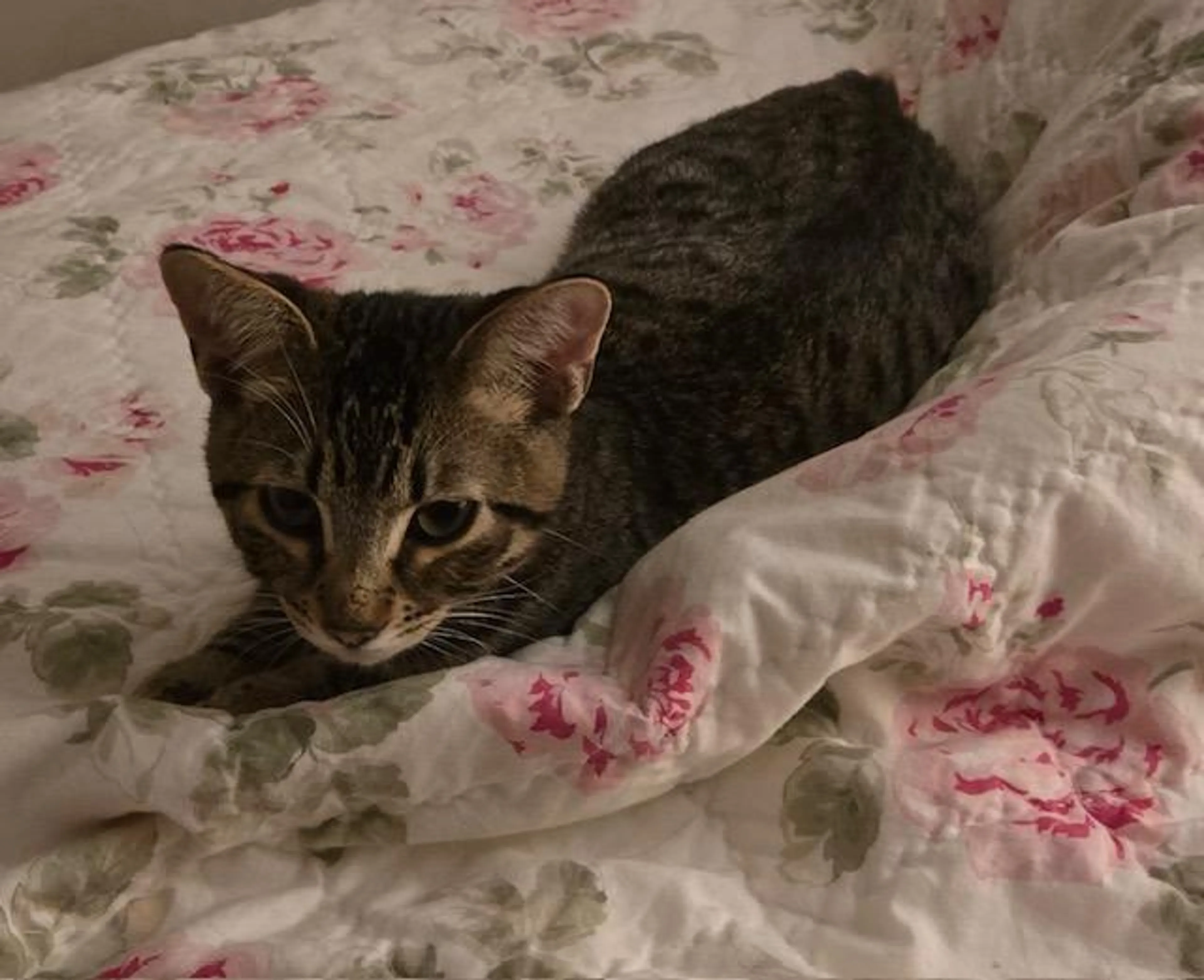 Found pet-4