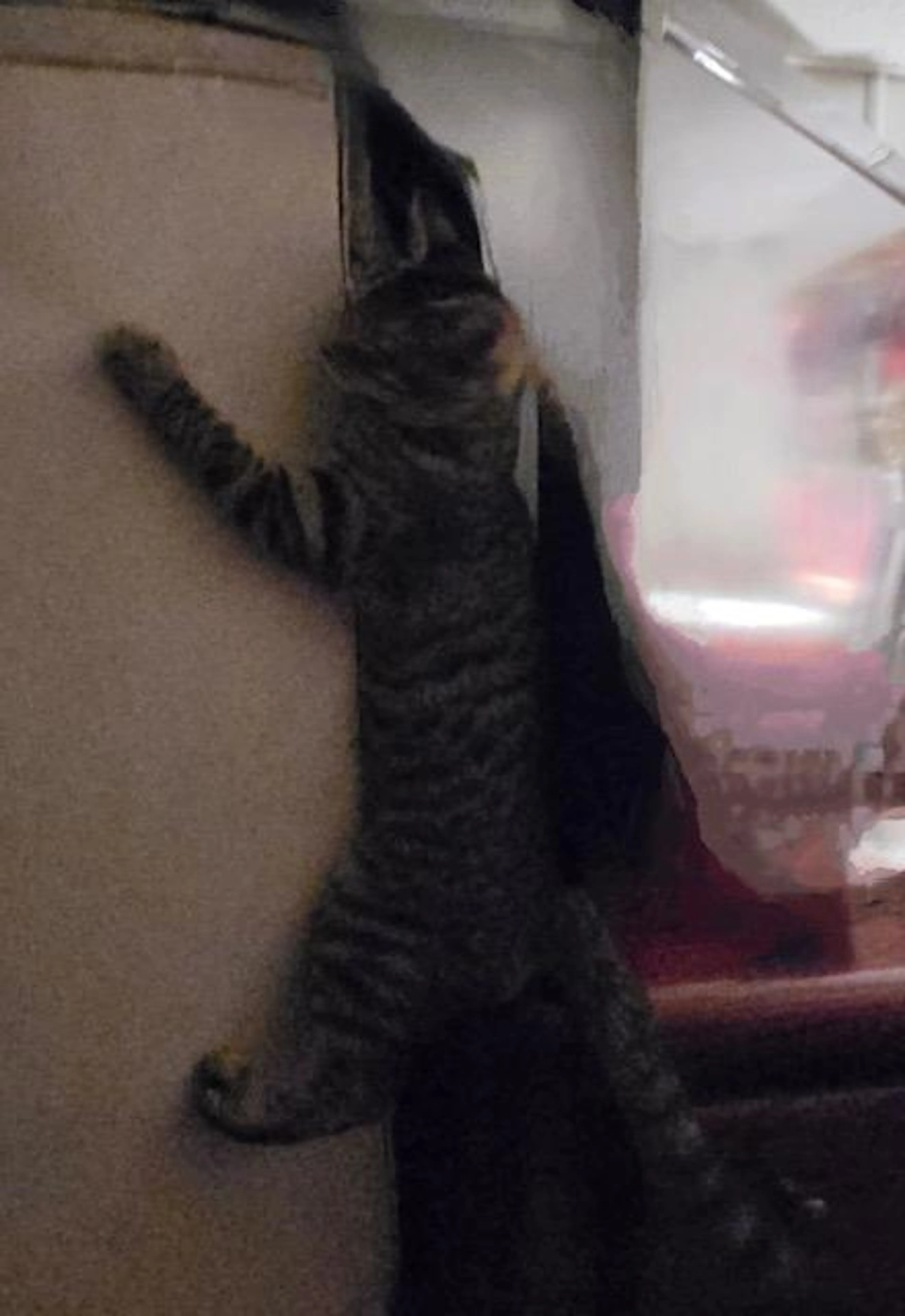 Found pet-2