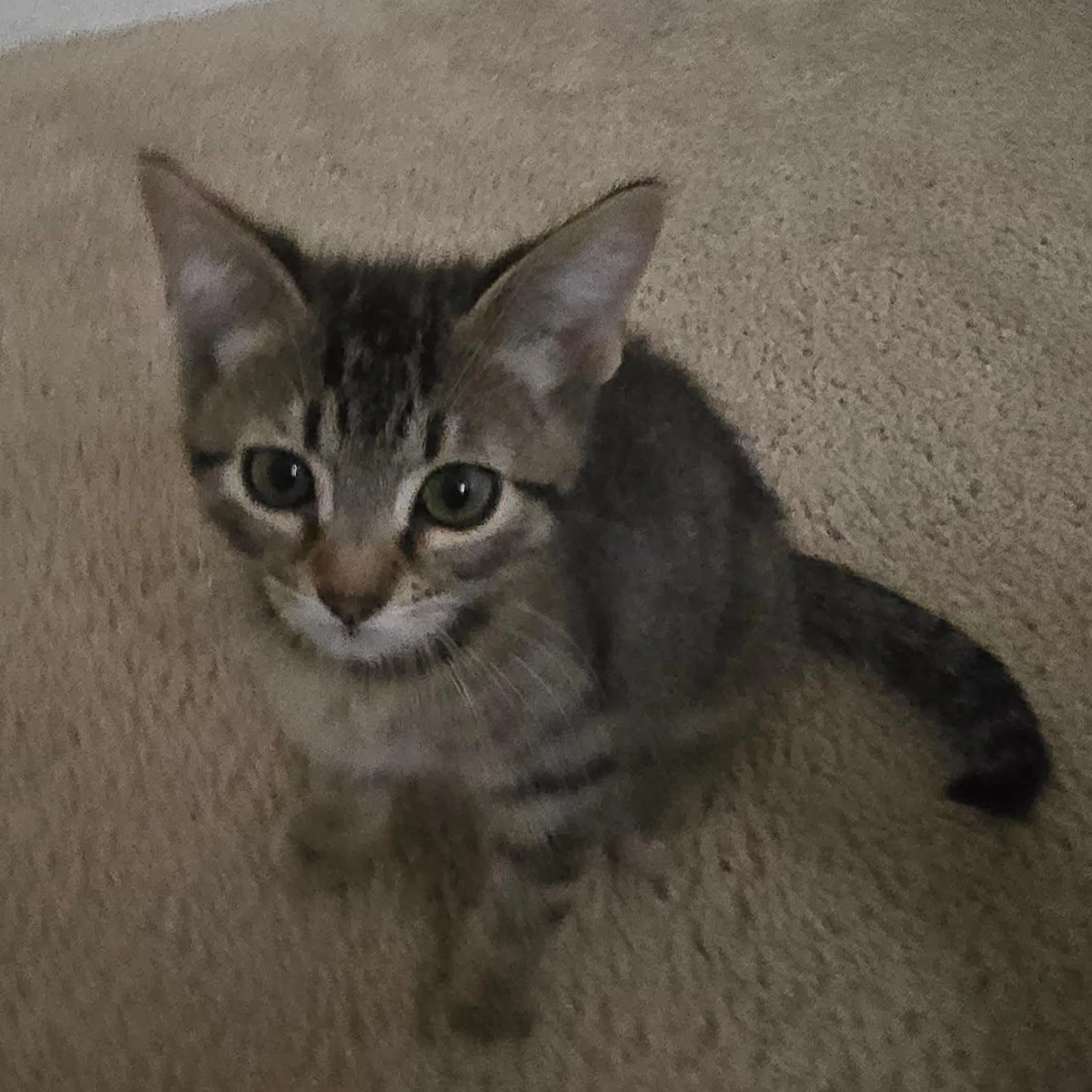 Found pet-0