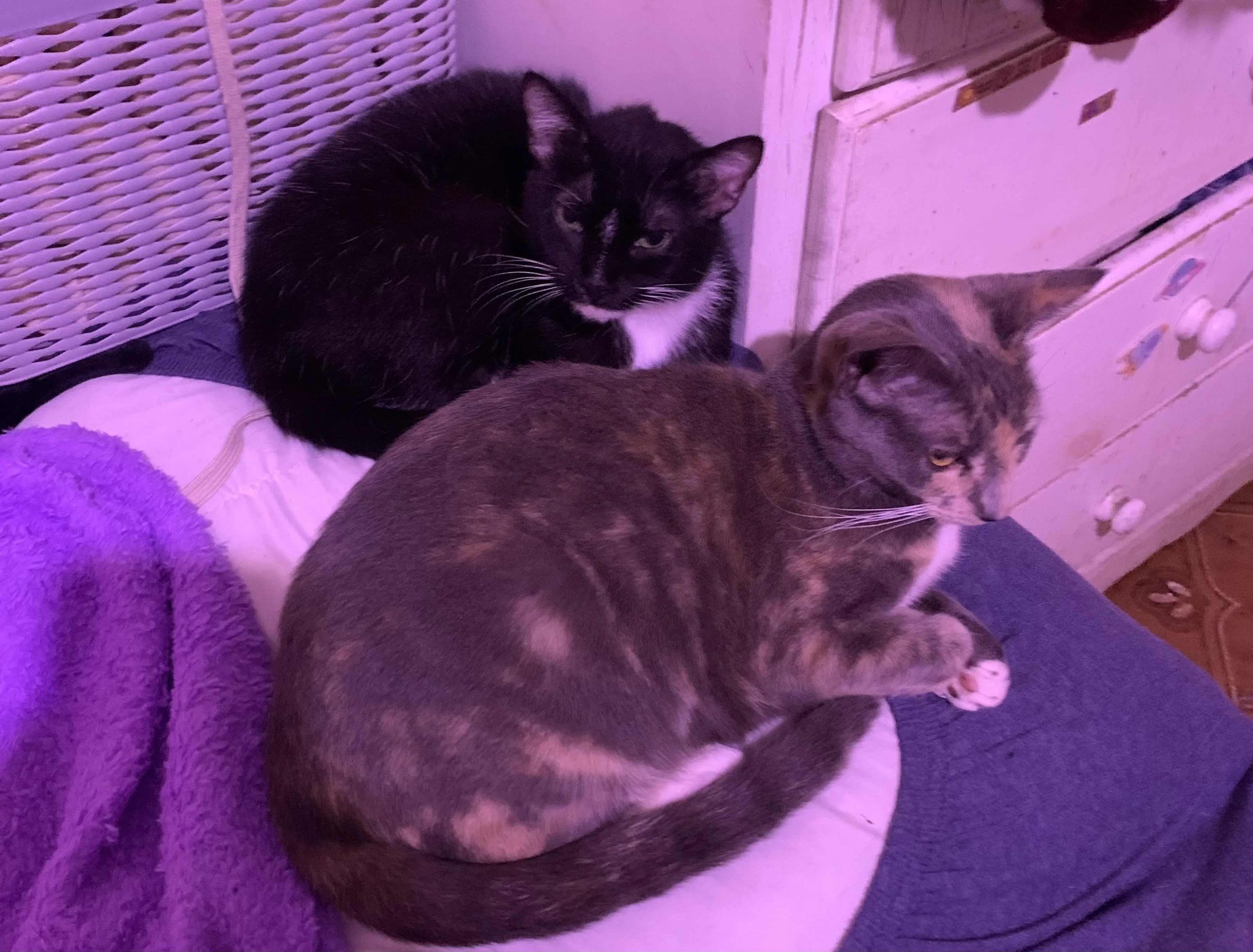 Found pet-2