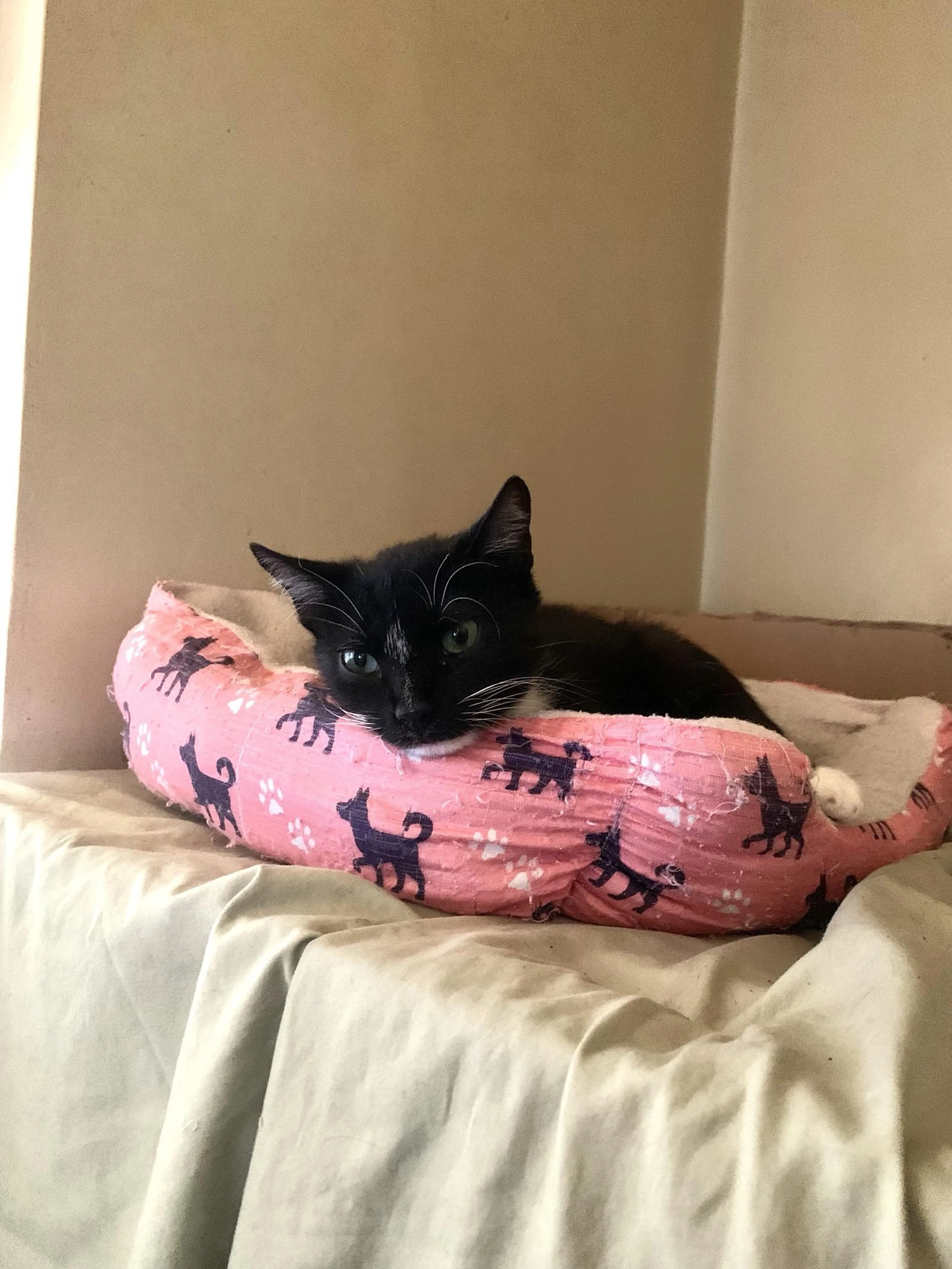 Found pet-3