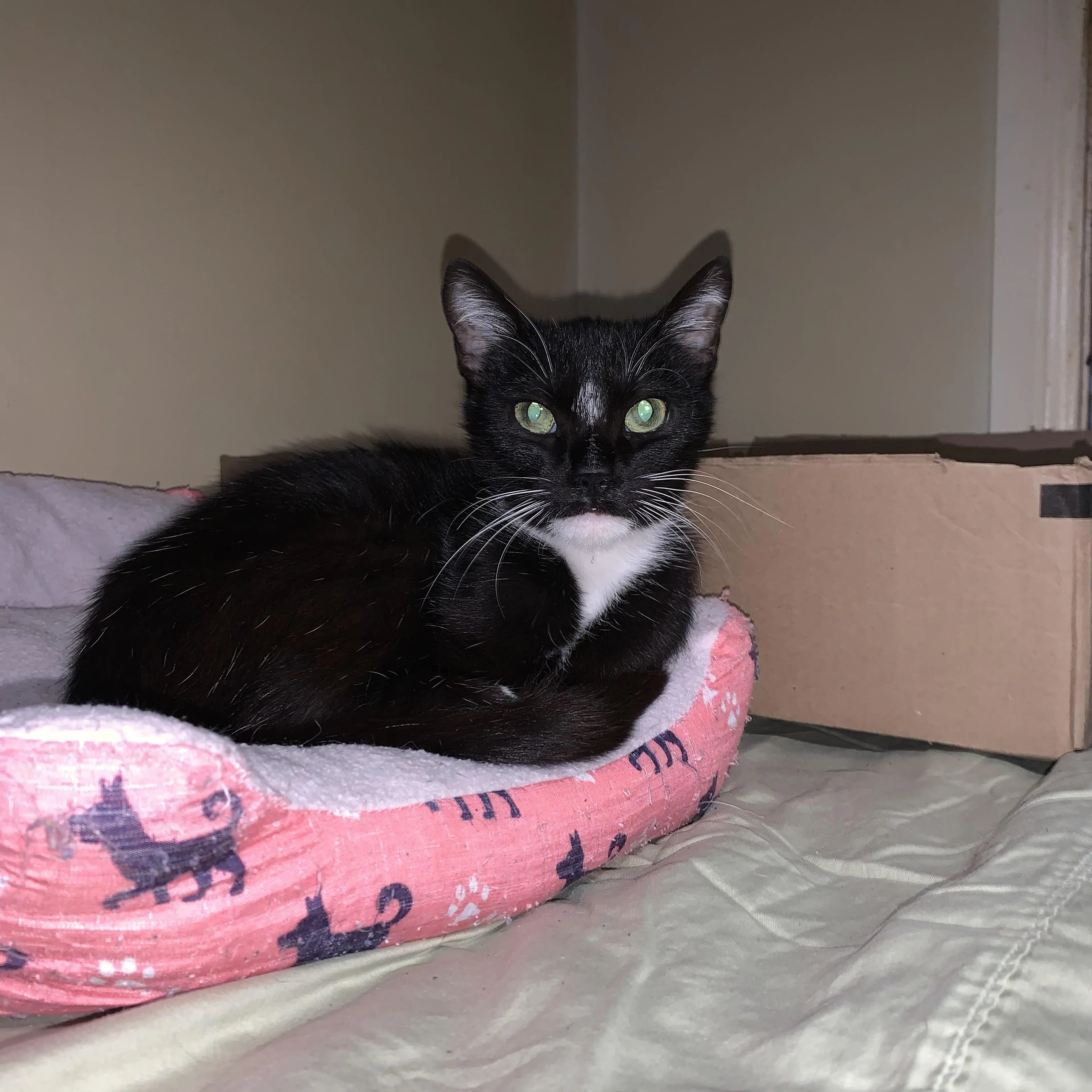 Found pet-5
