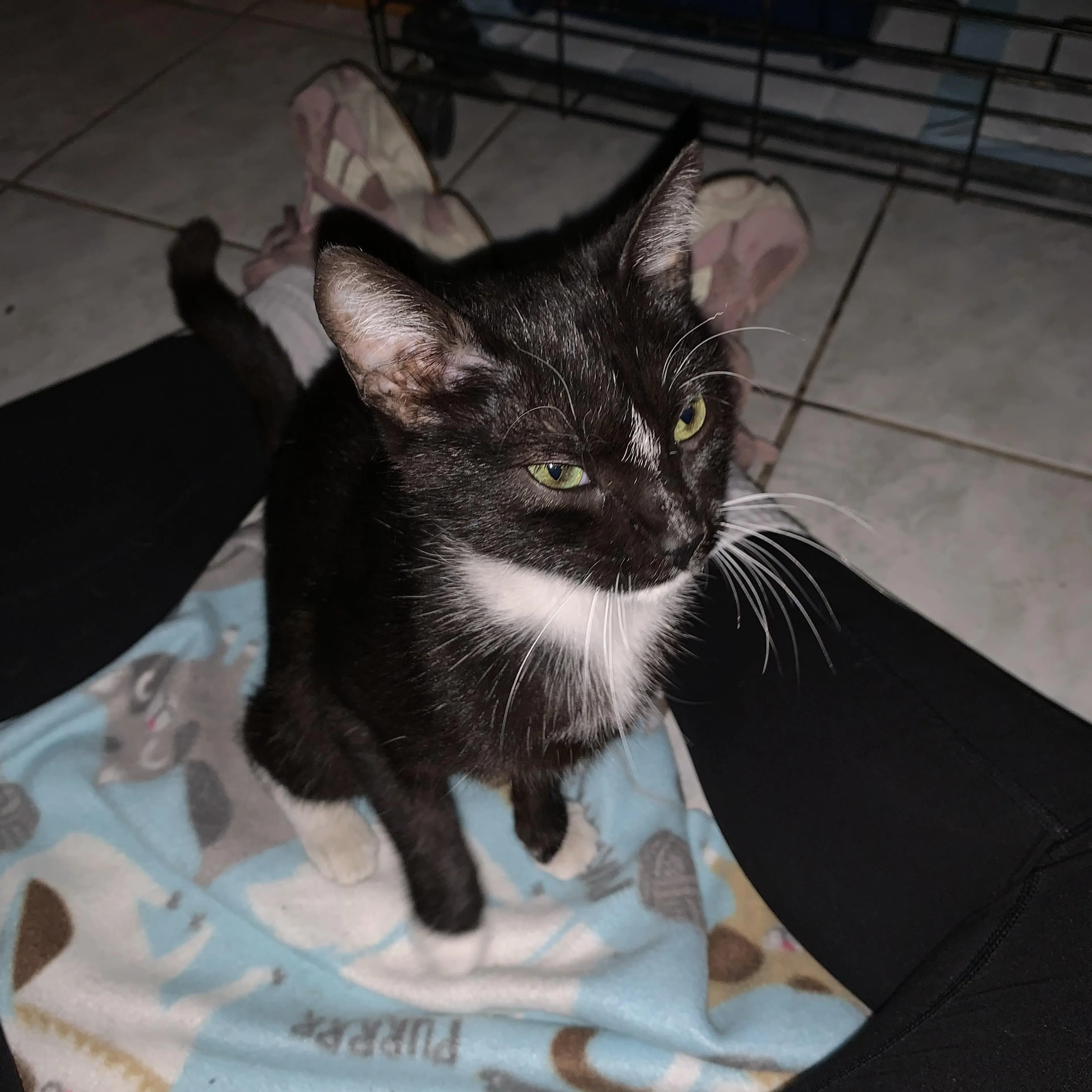 Found pet-1