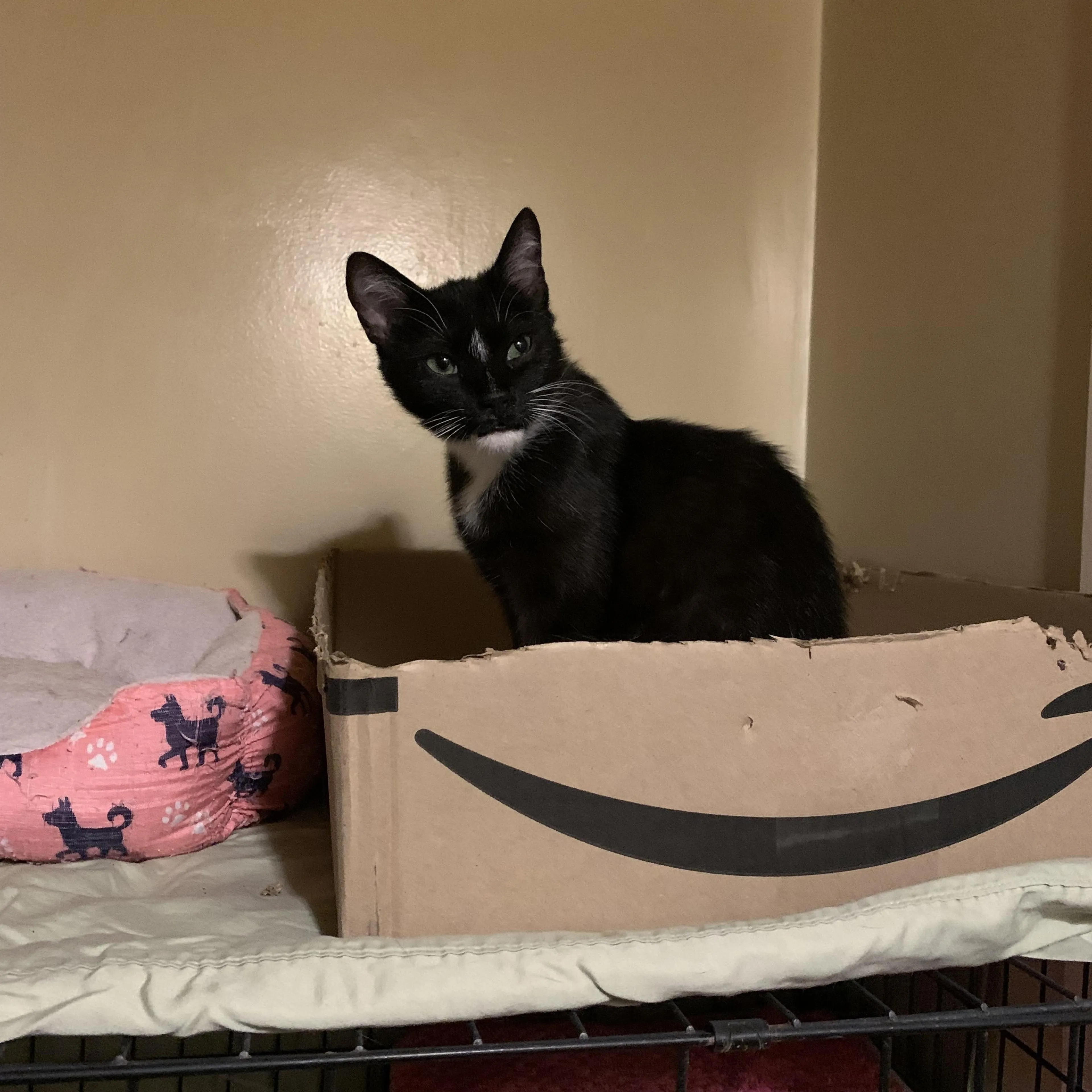 Found pet-4