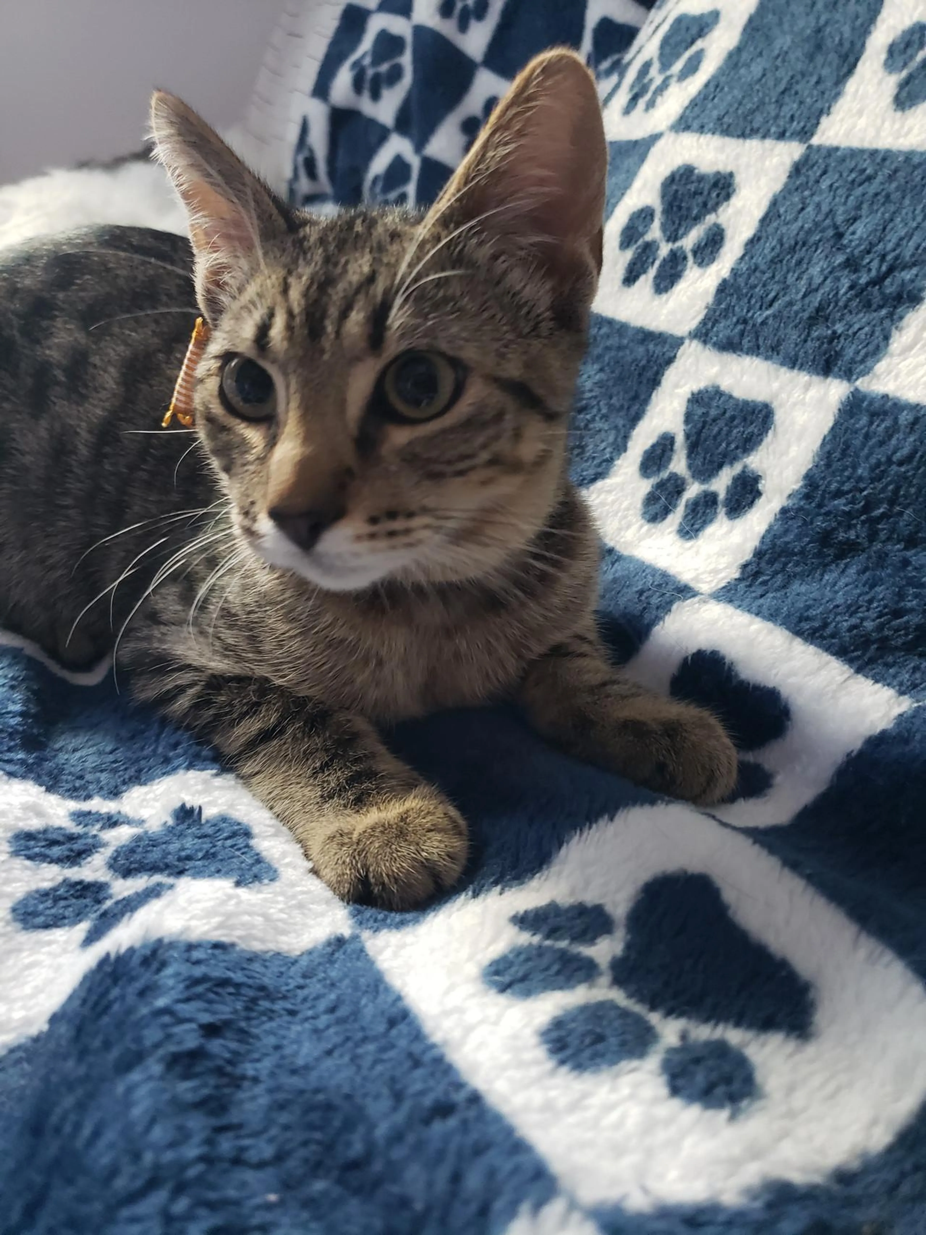 Found pet-1