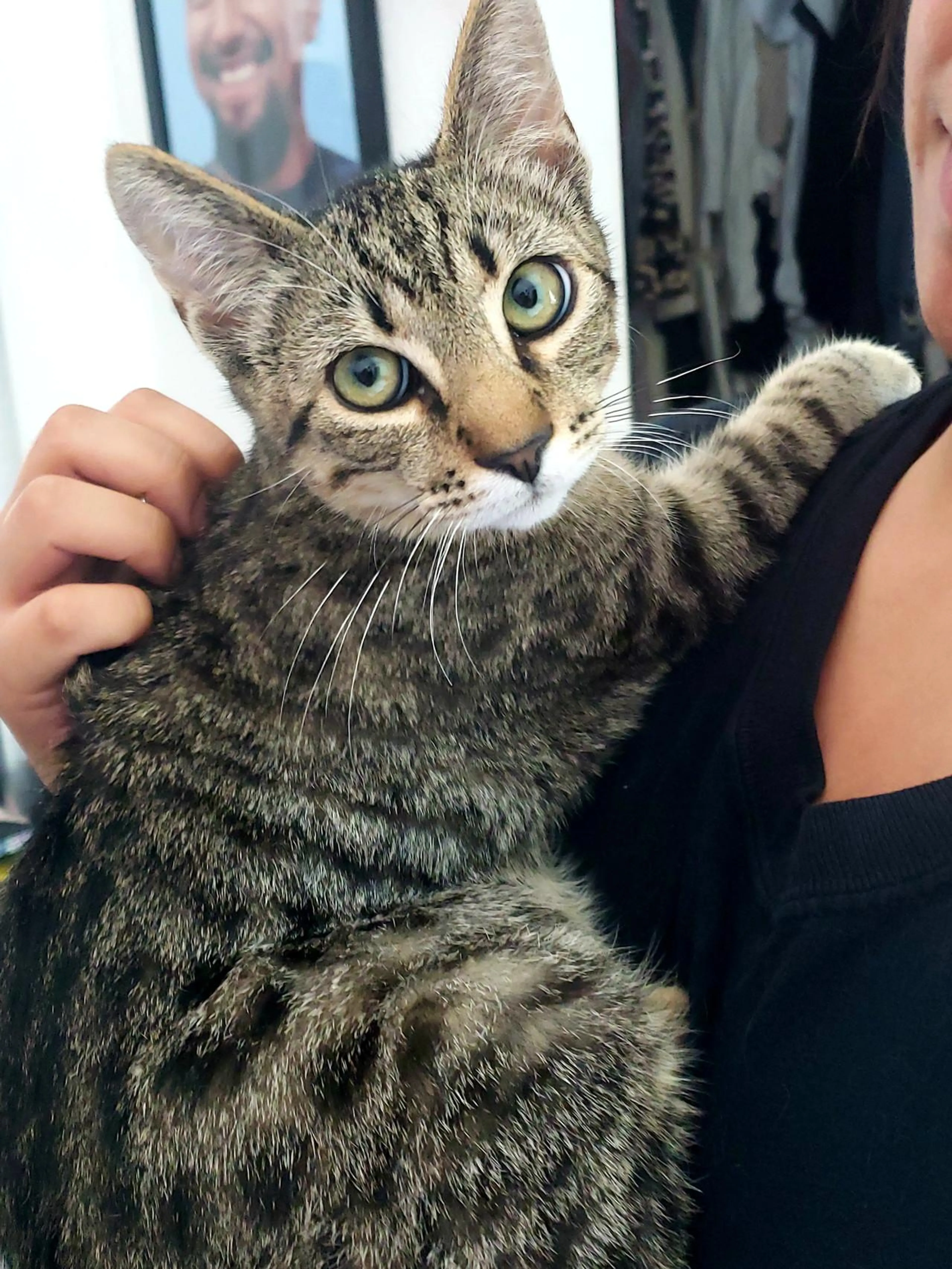 Found pet-2