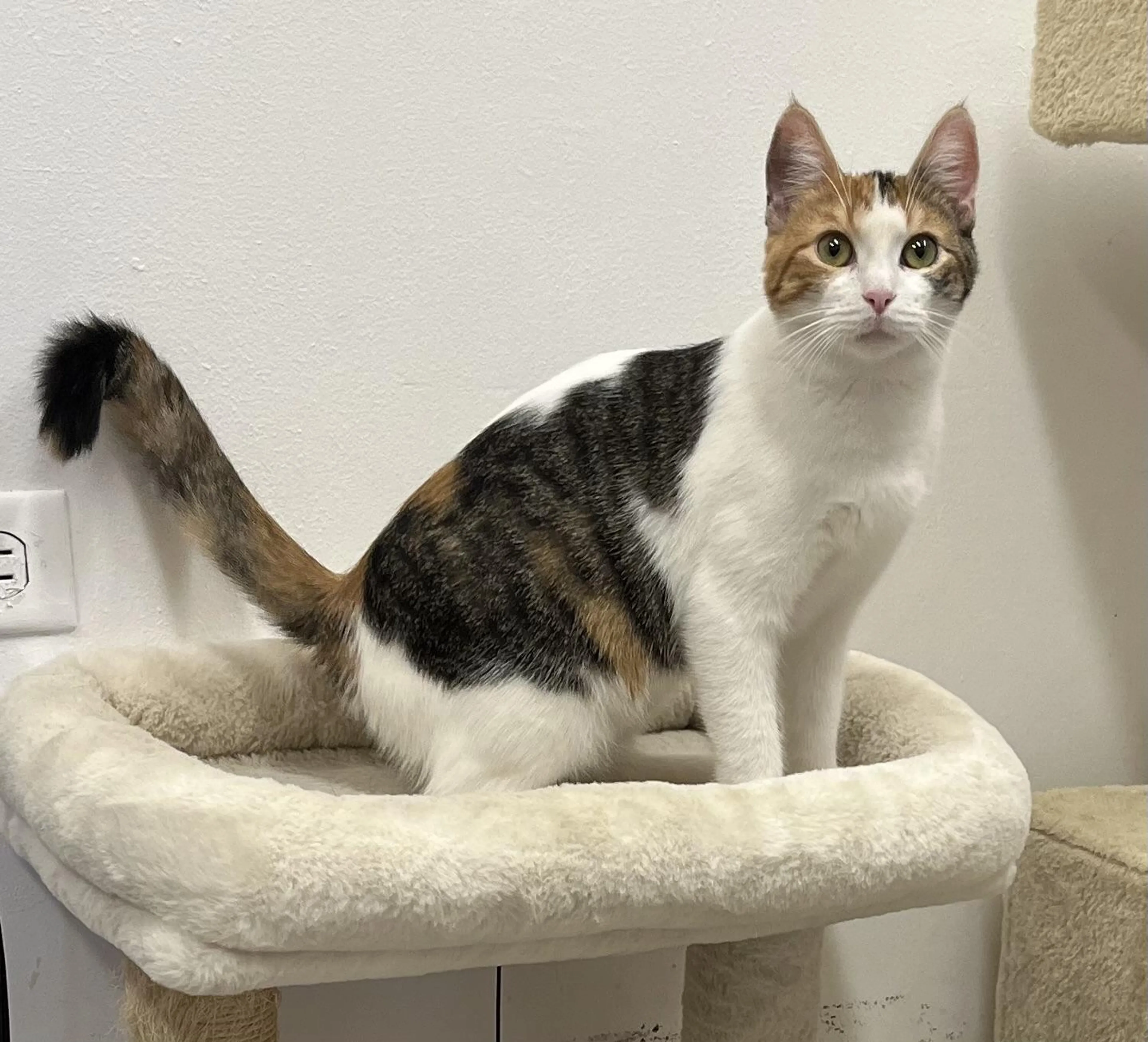 Found pet-4