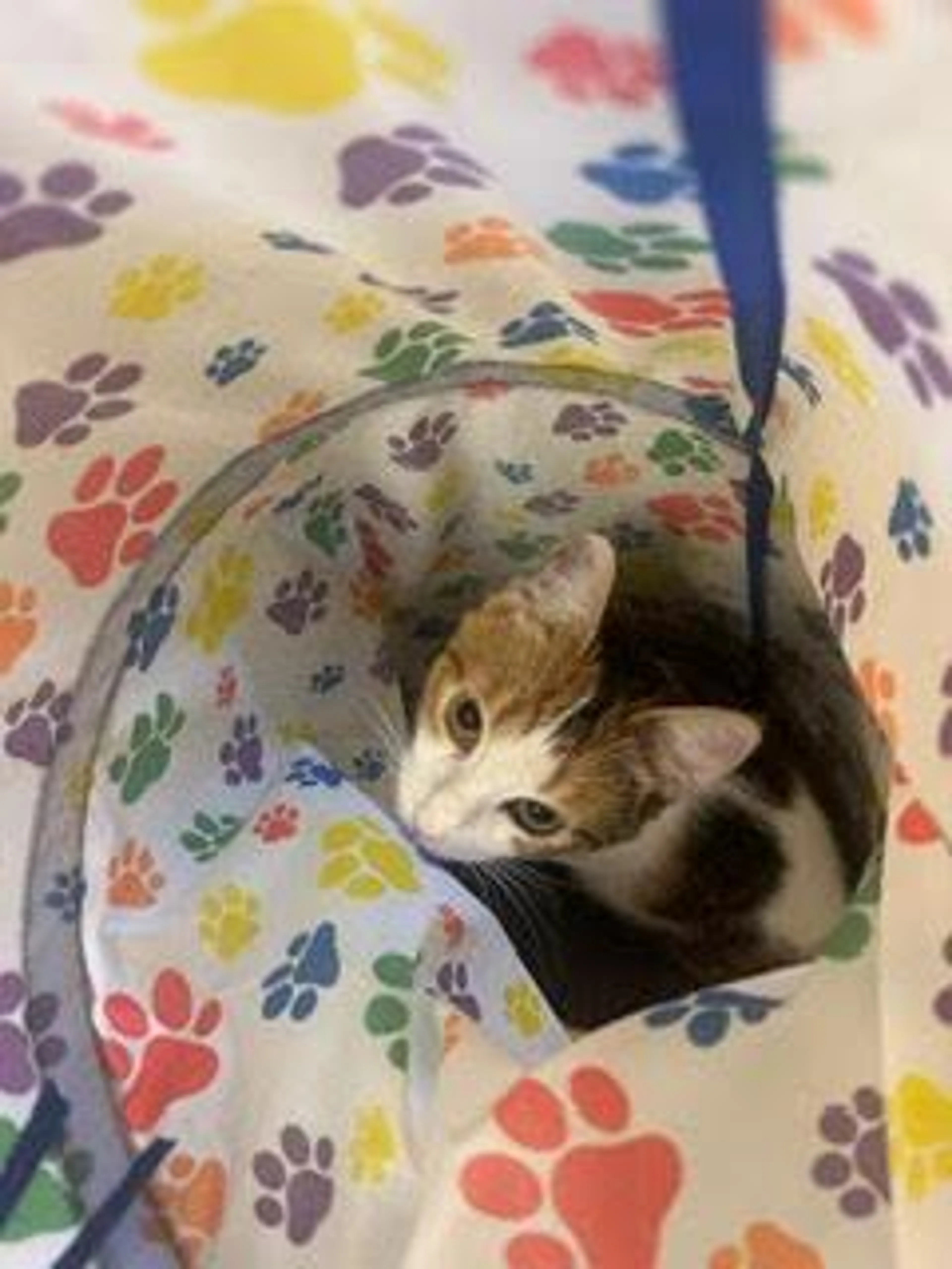 Found pet-2