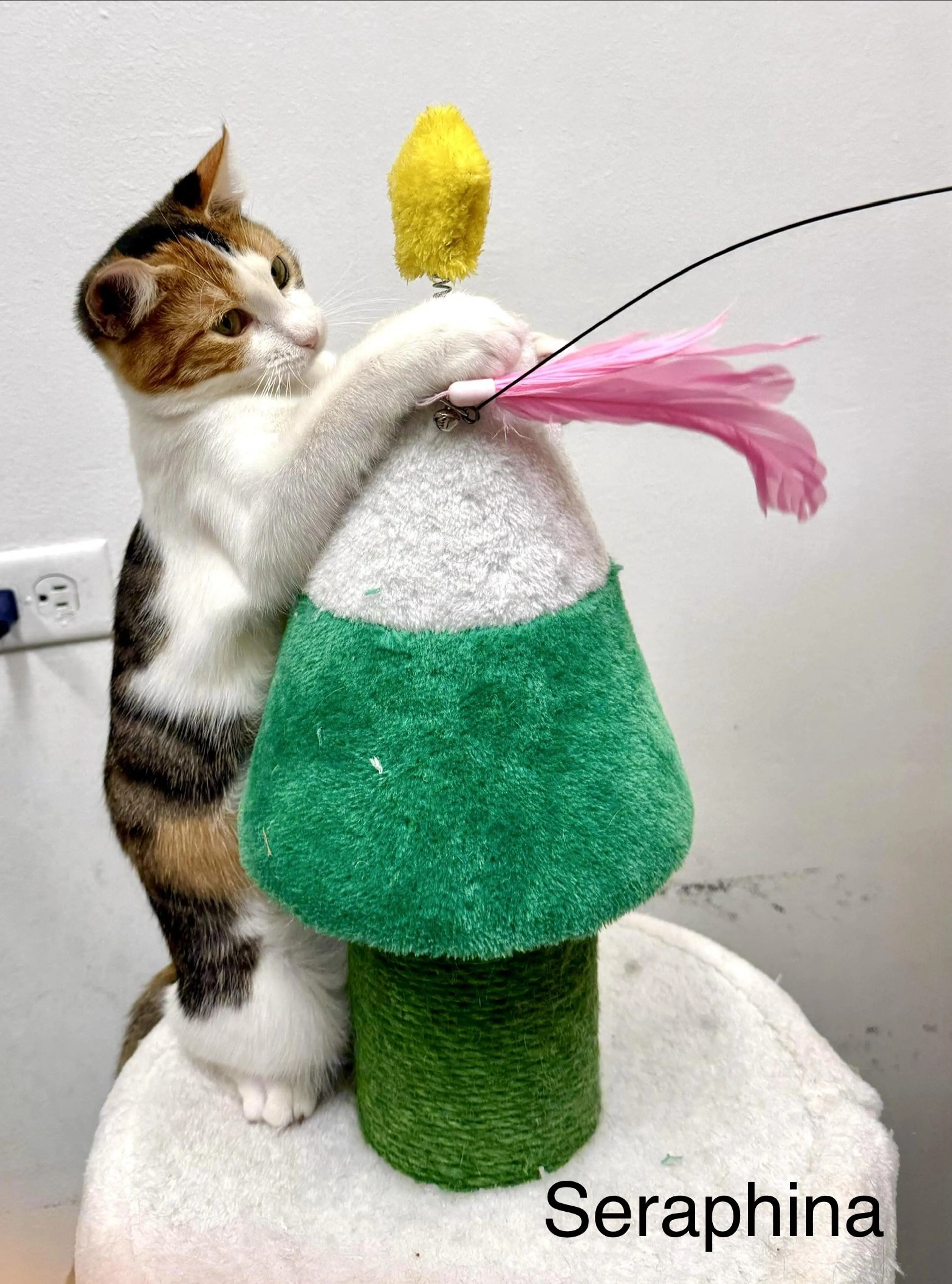 Found pet-5