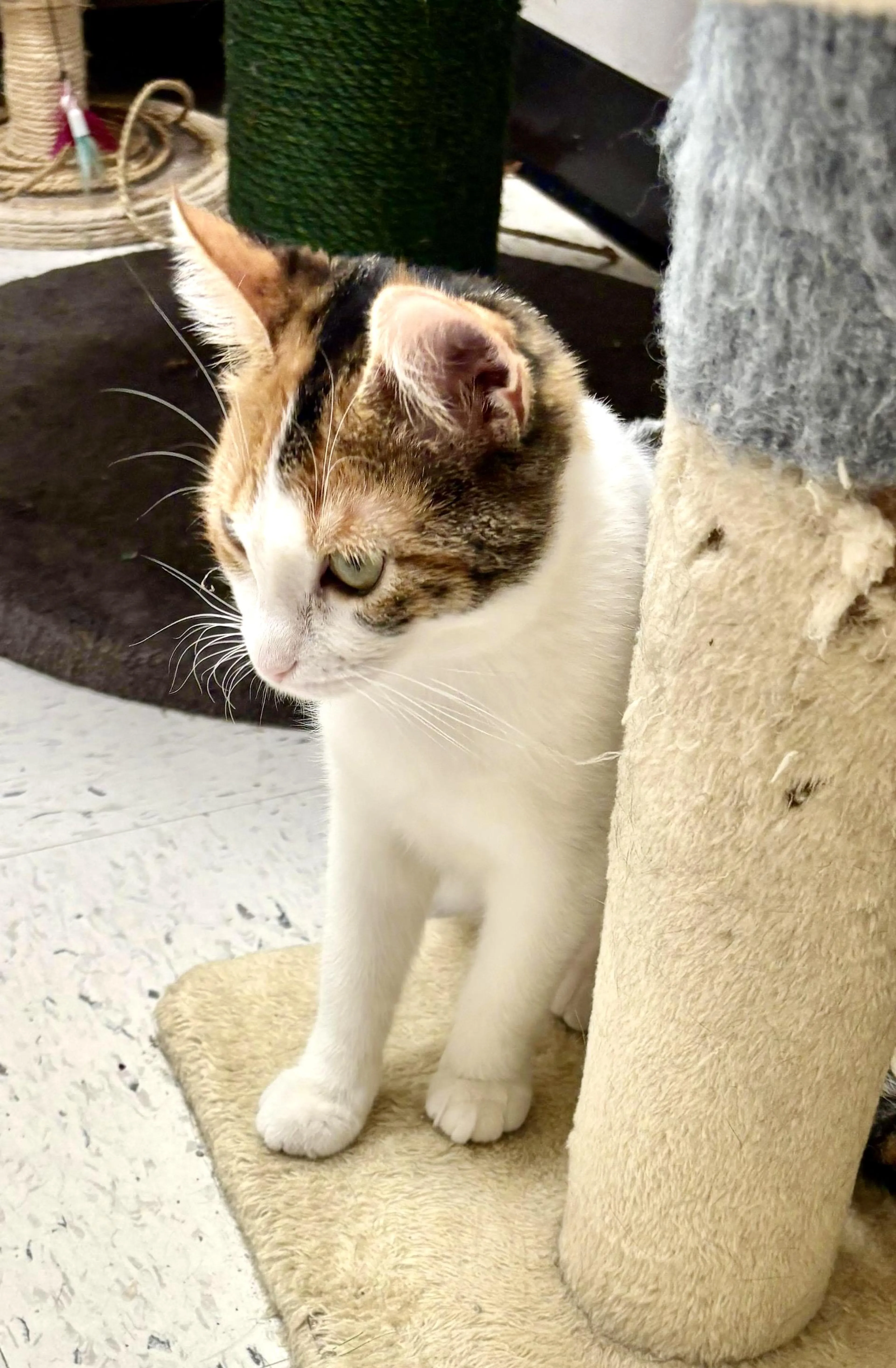 Found pet-3