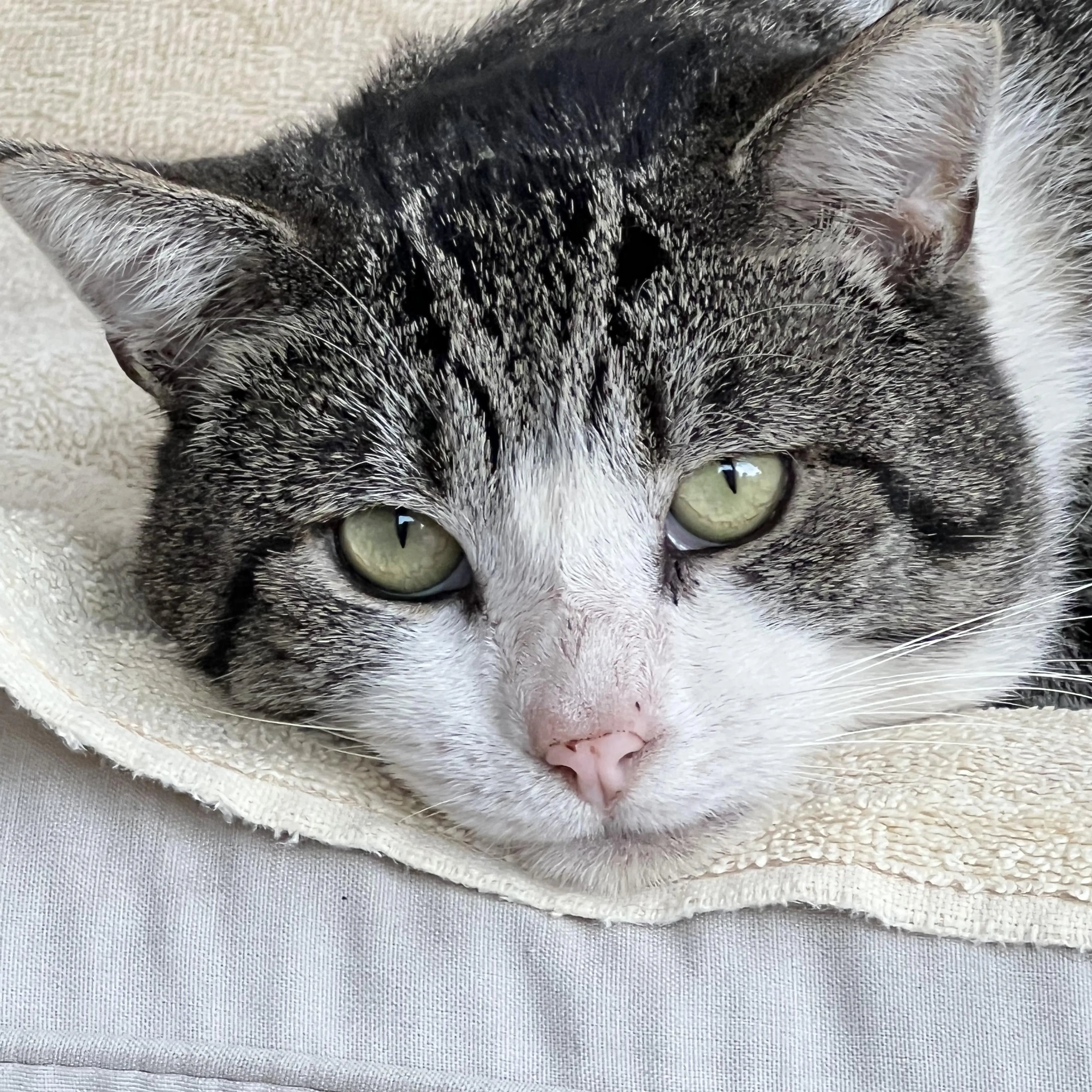 Found pet-2