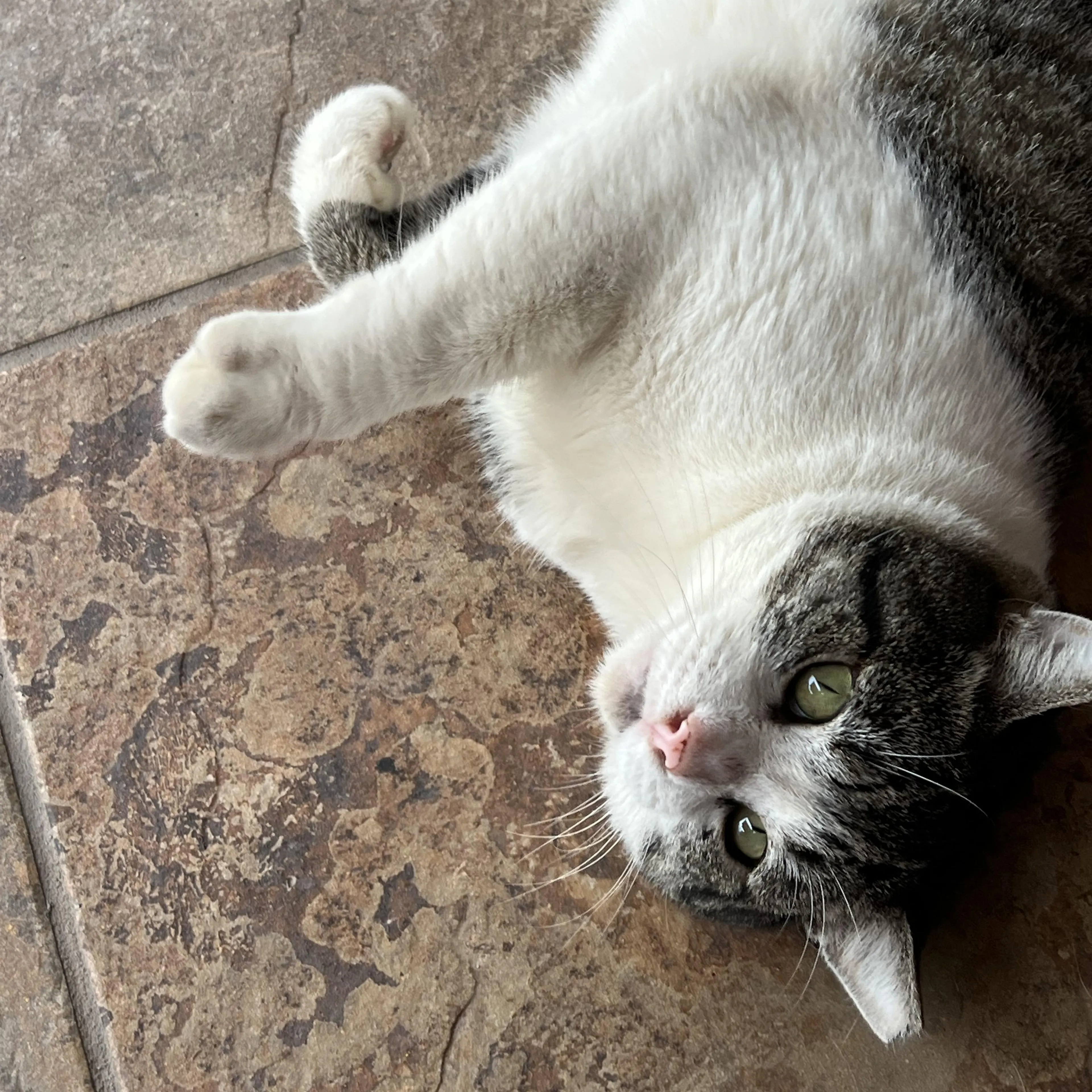 Found pet-1