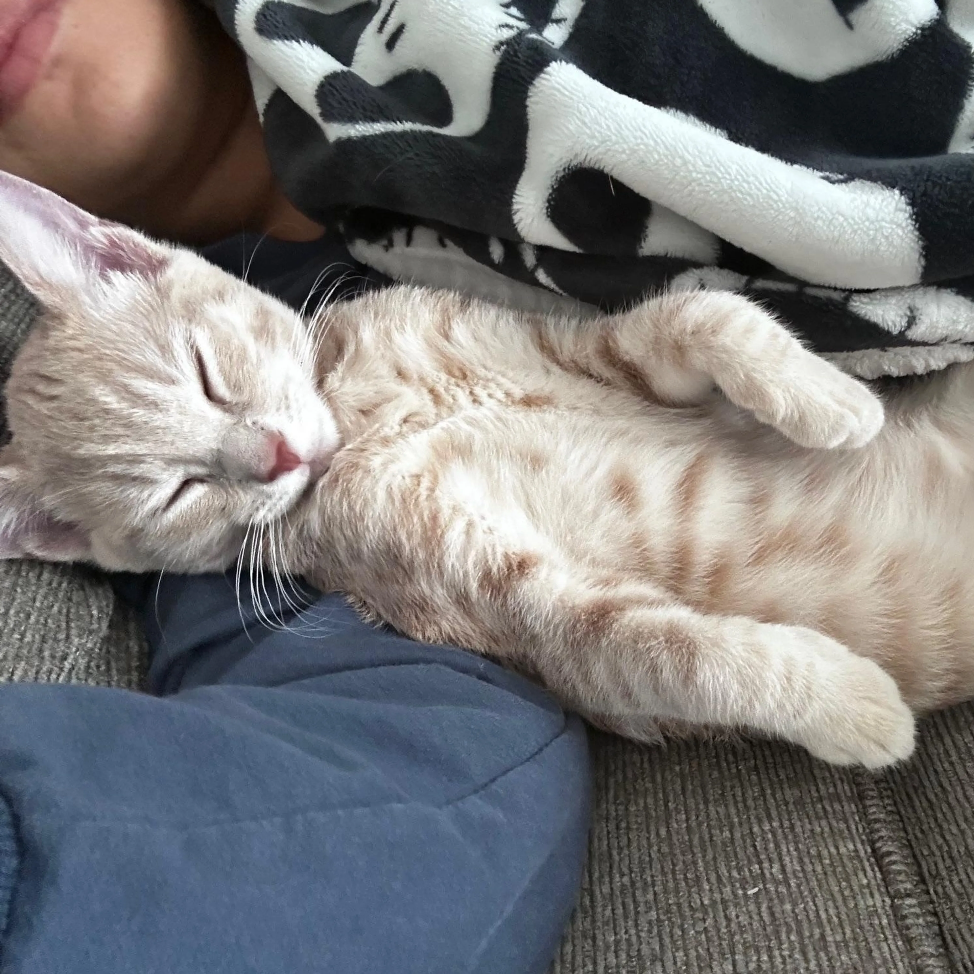 Found pet-1