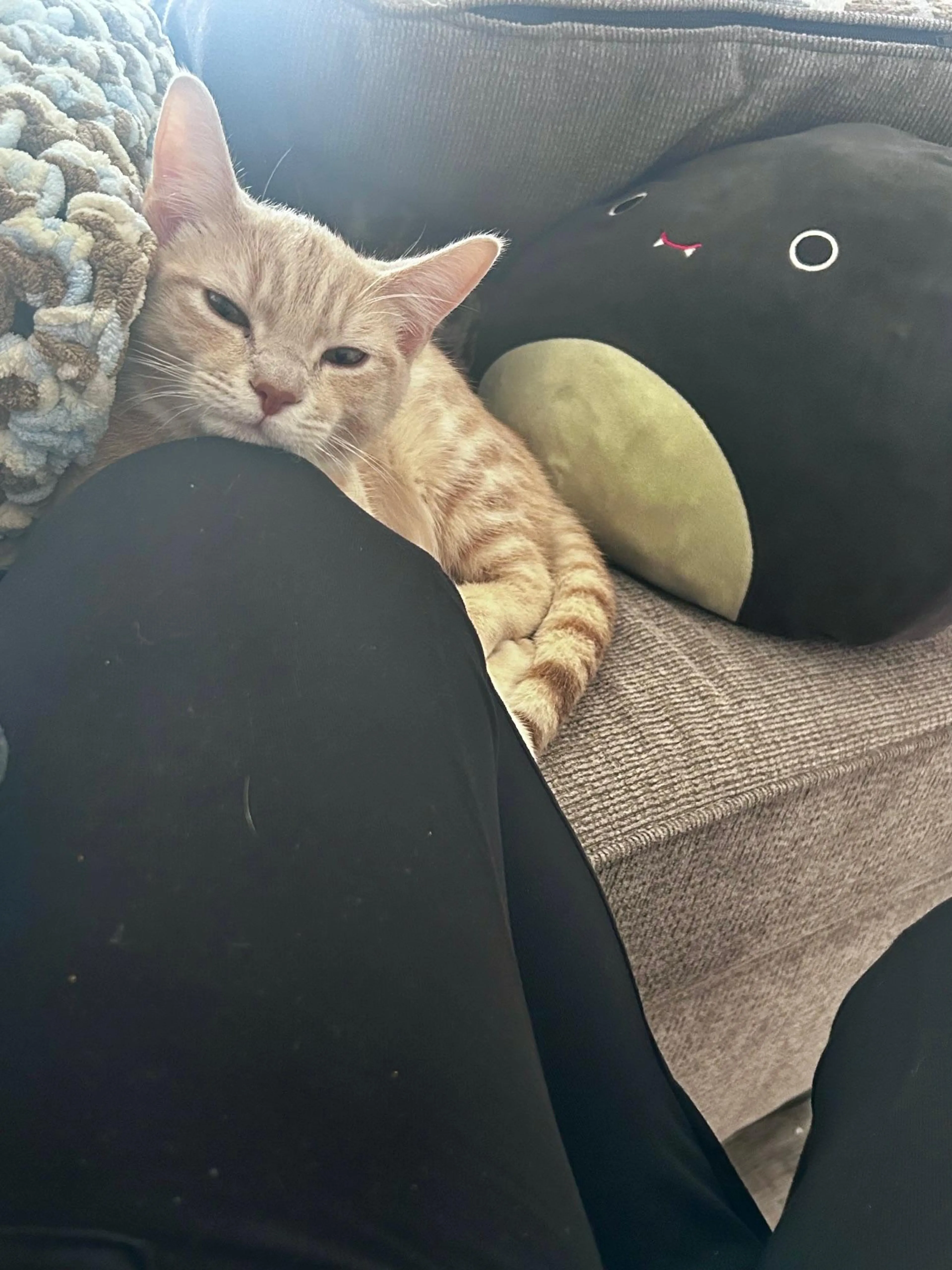 Found pet-3