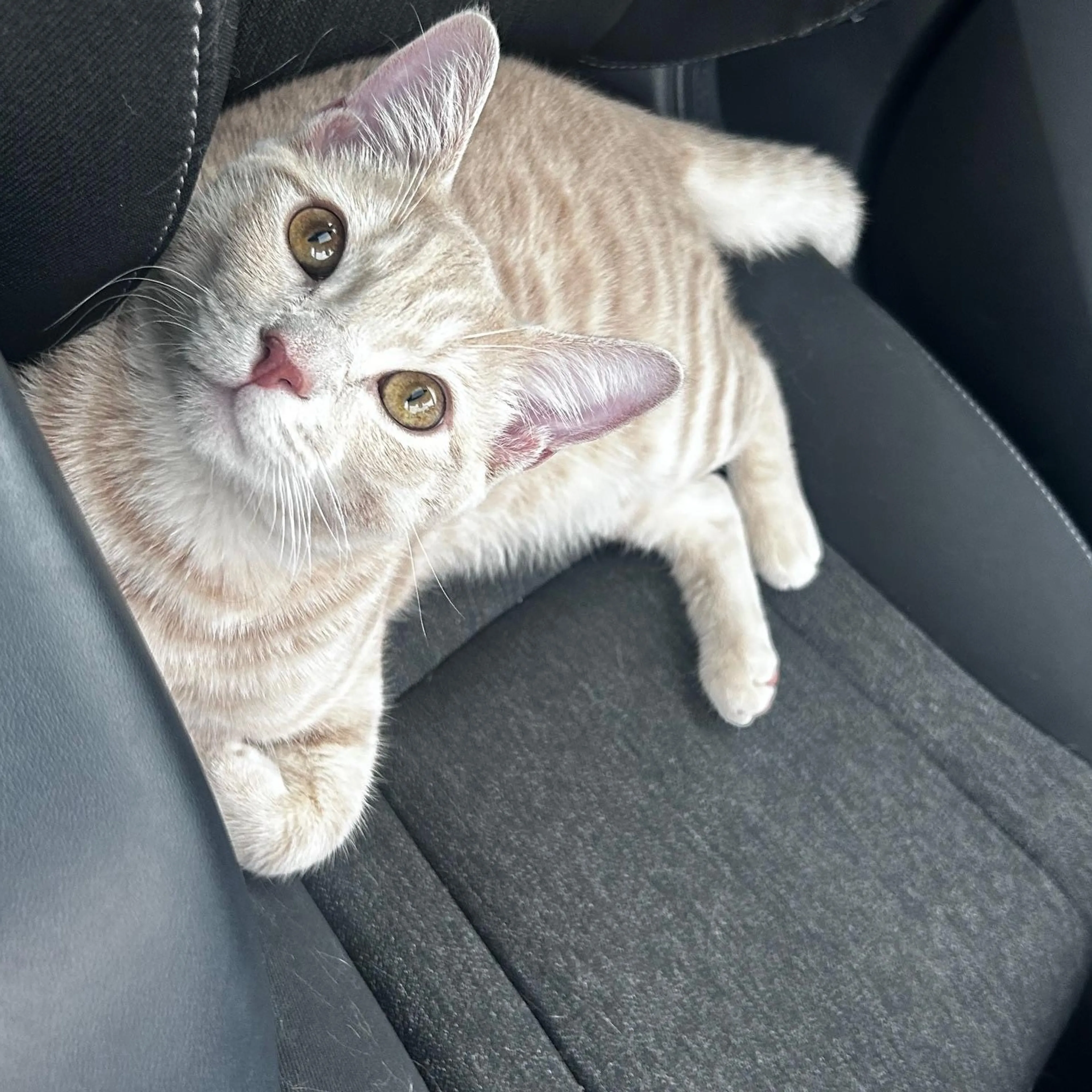 Found pet-2