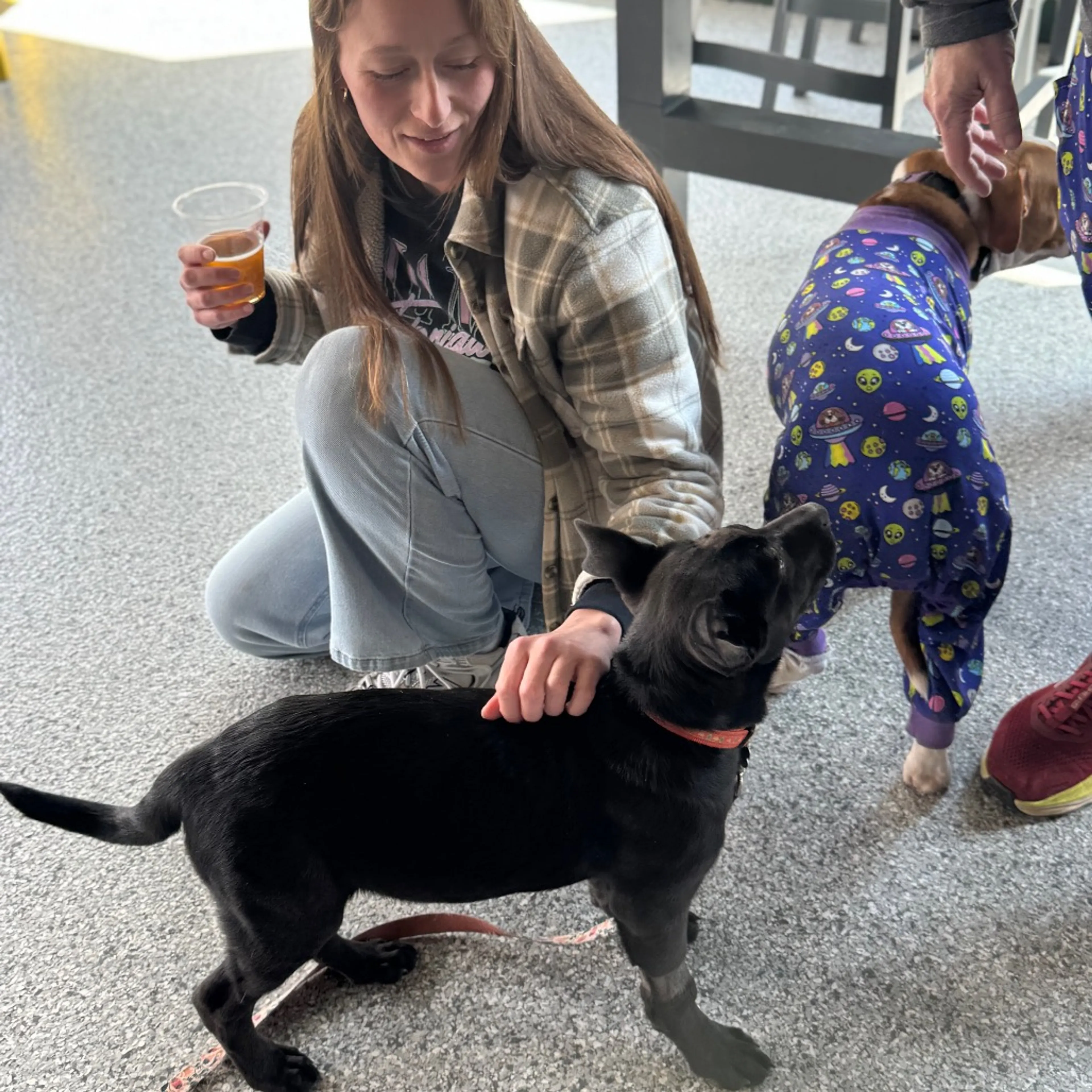Found pet-27