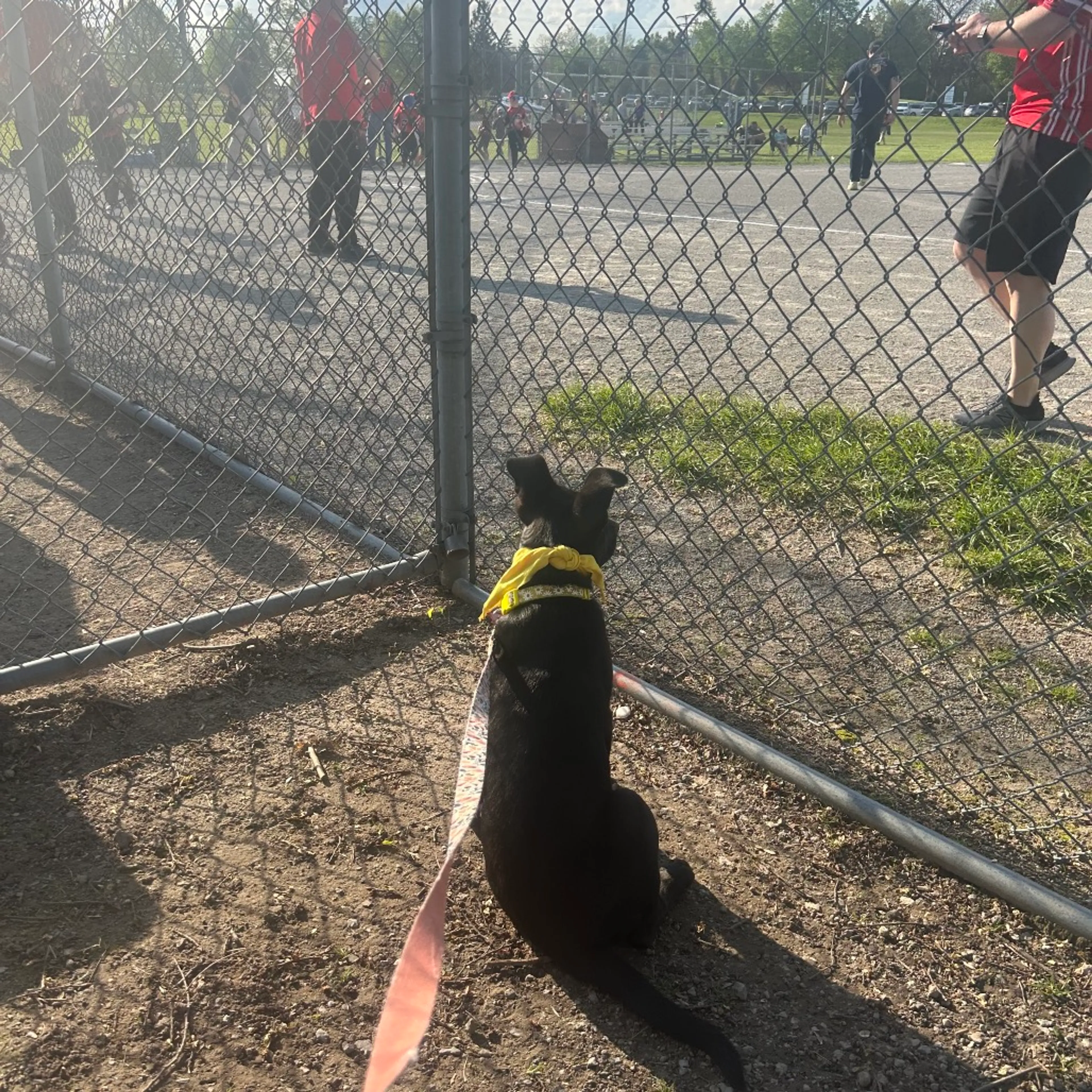Found pet-37