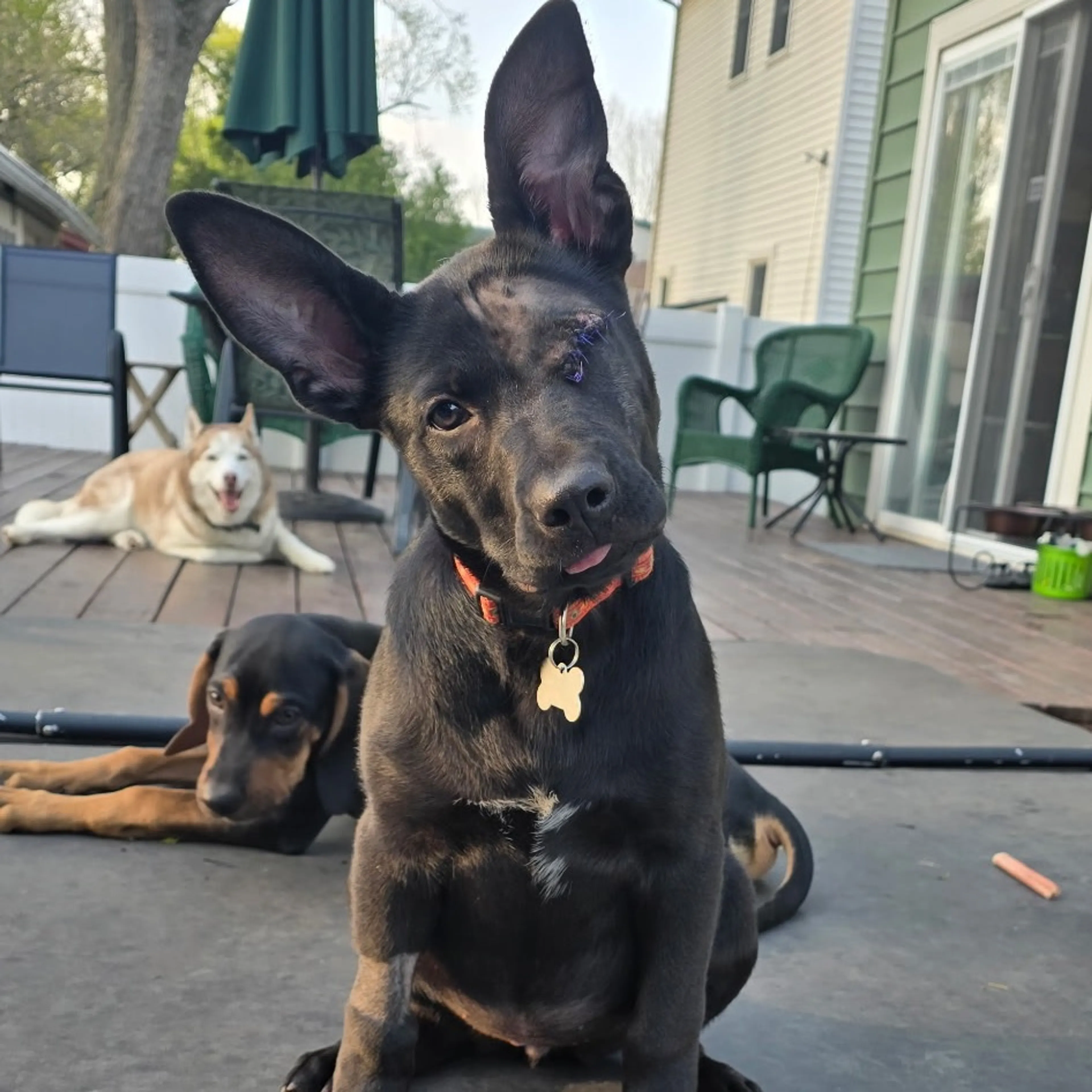 Found pet-22