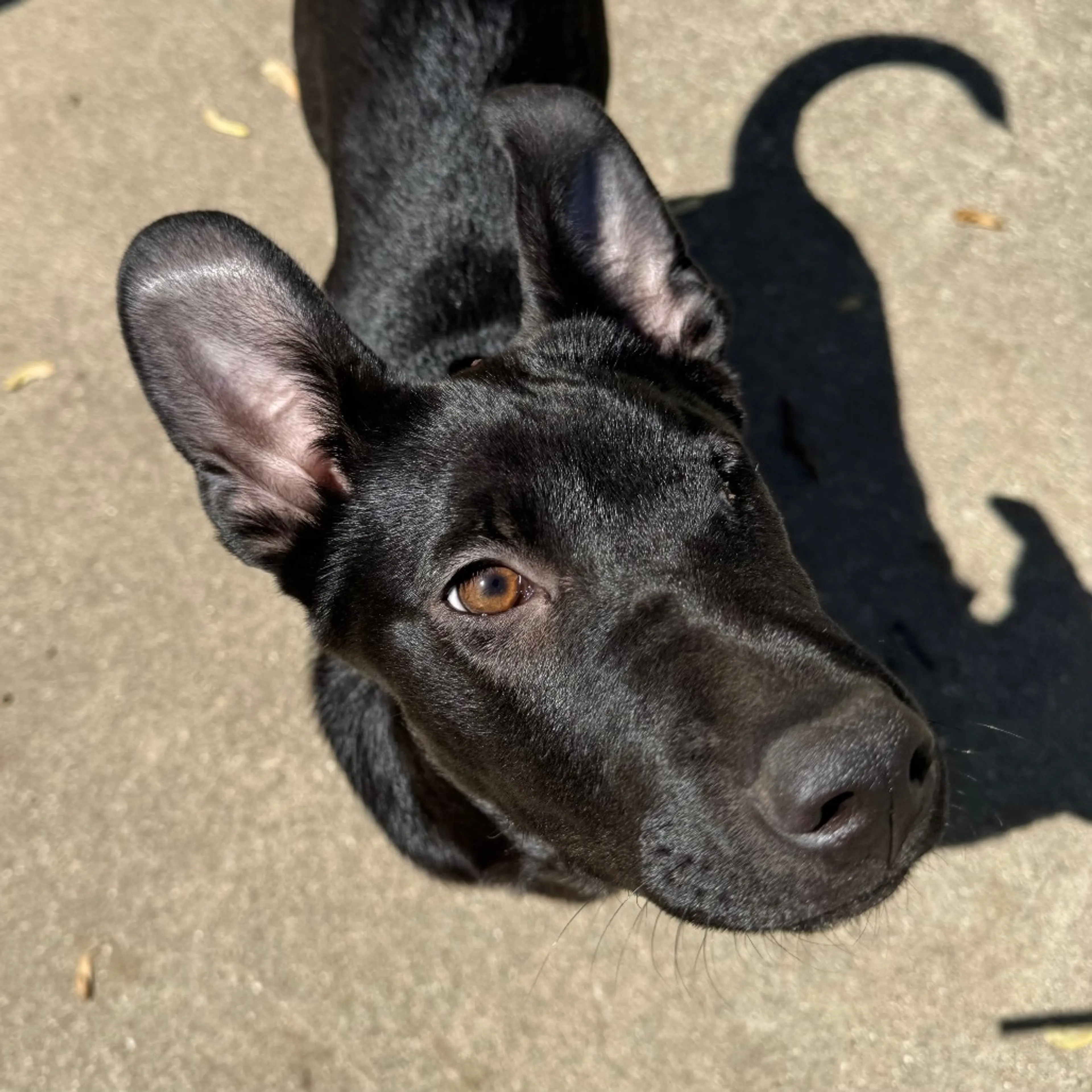 Found pet-42