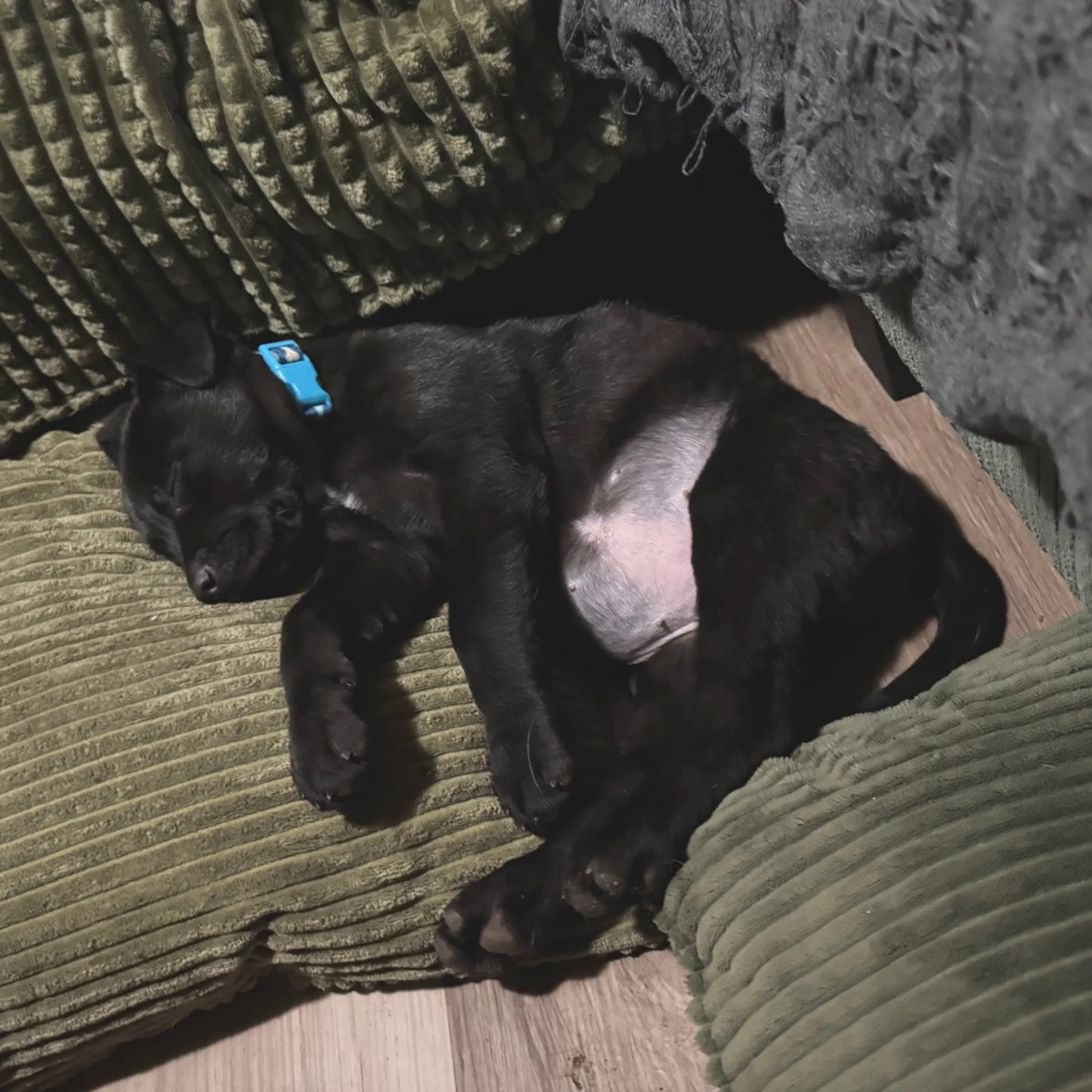 Found pet-5