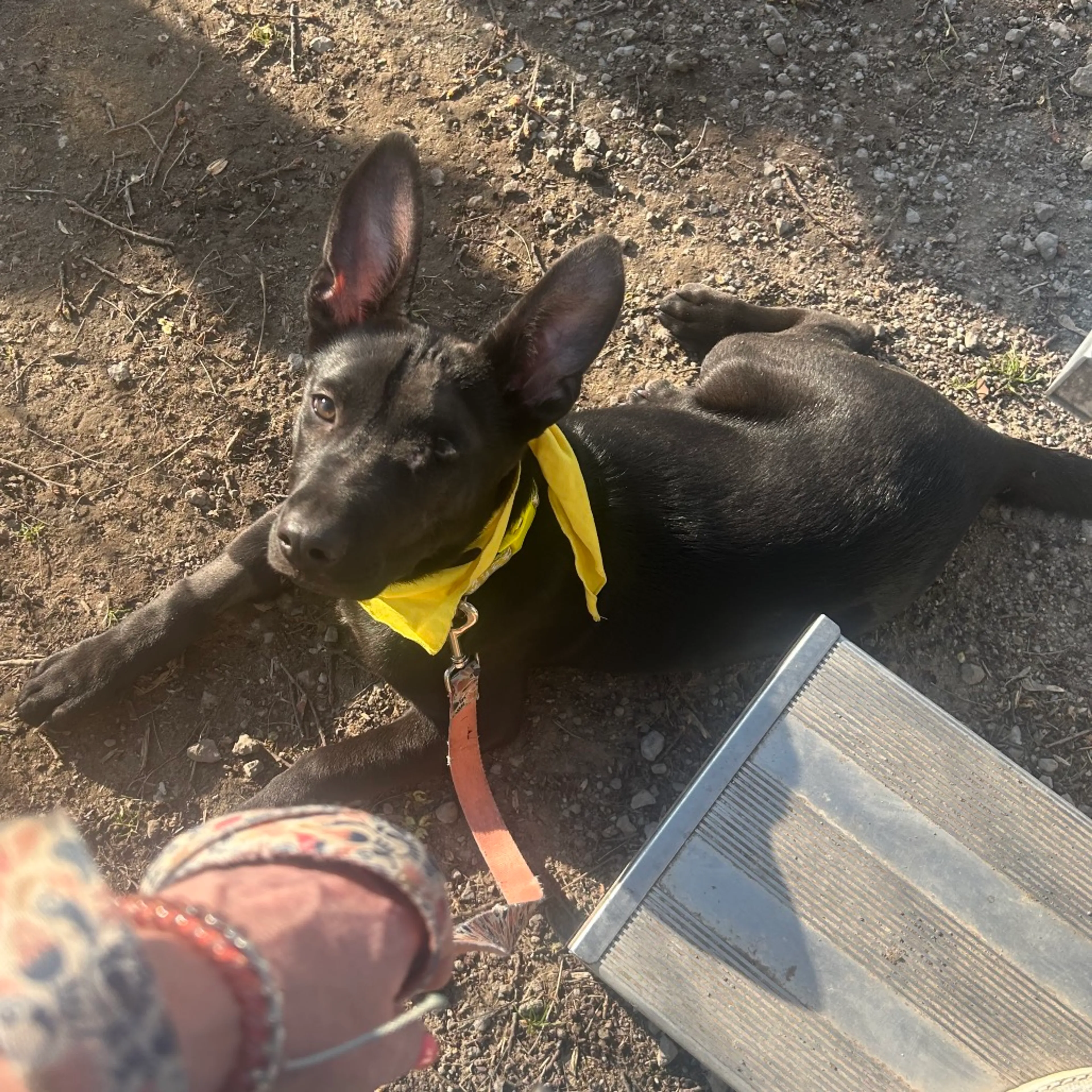 Found pet-36