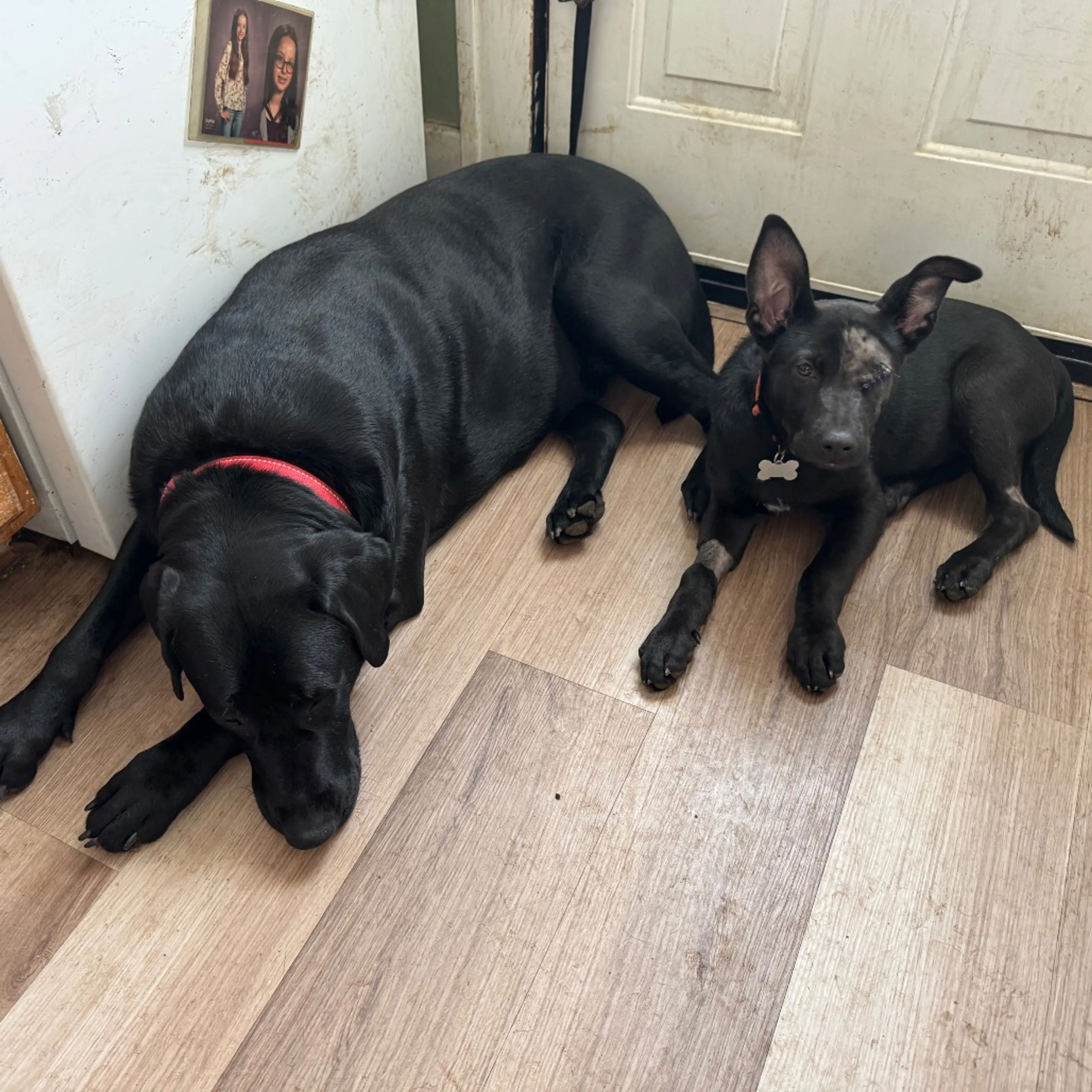 Found pet-25