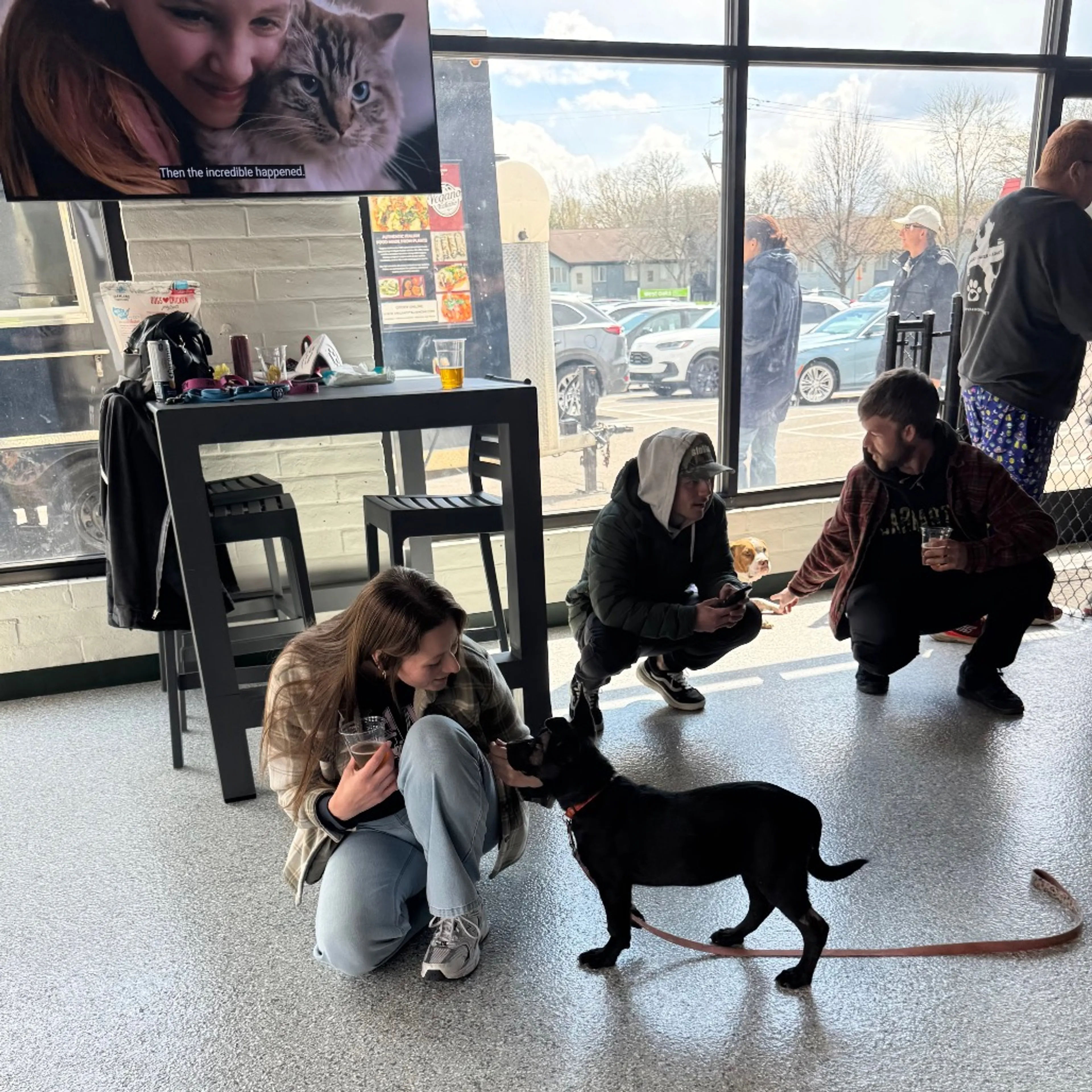 Found pet-29
