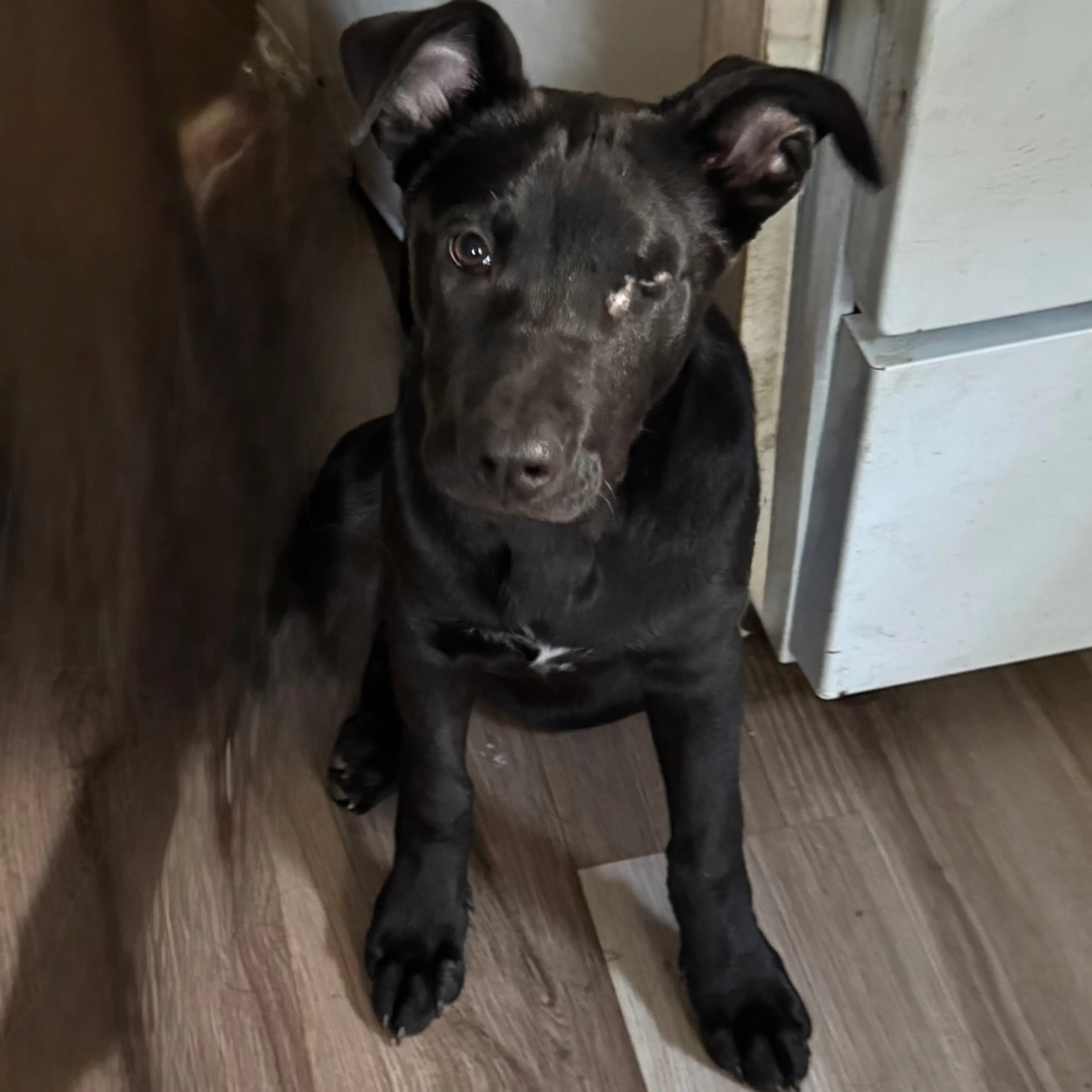Found pet-45