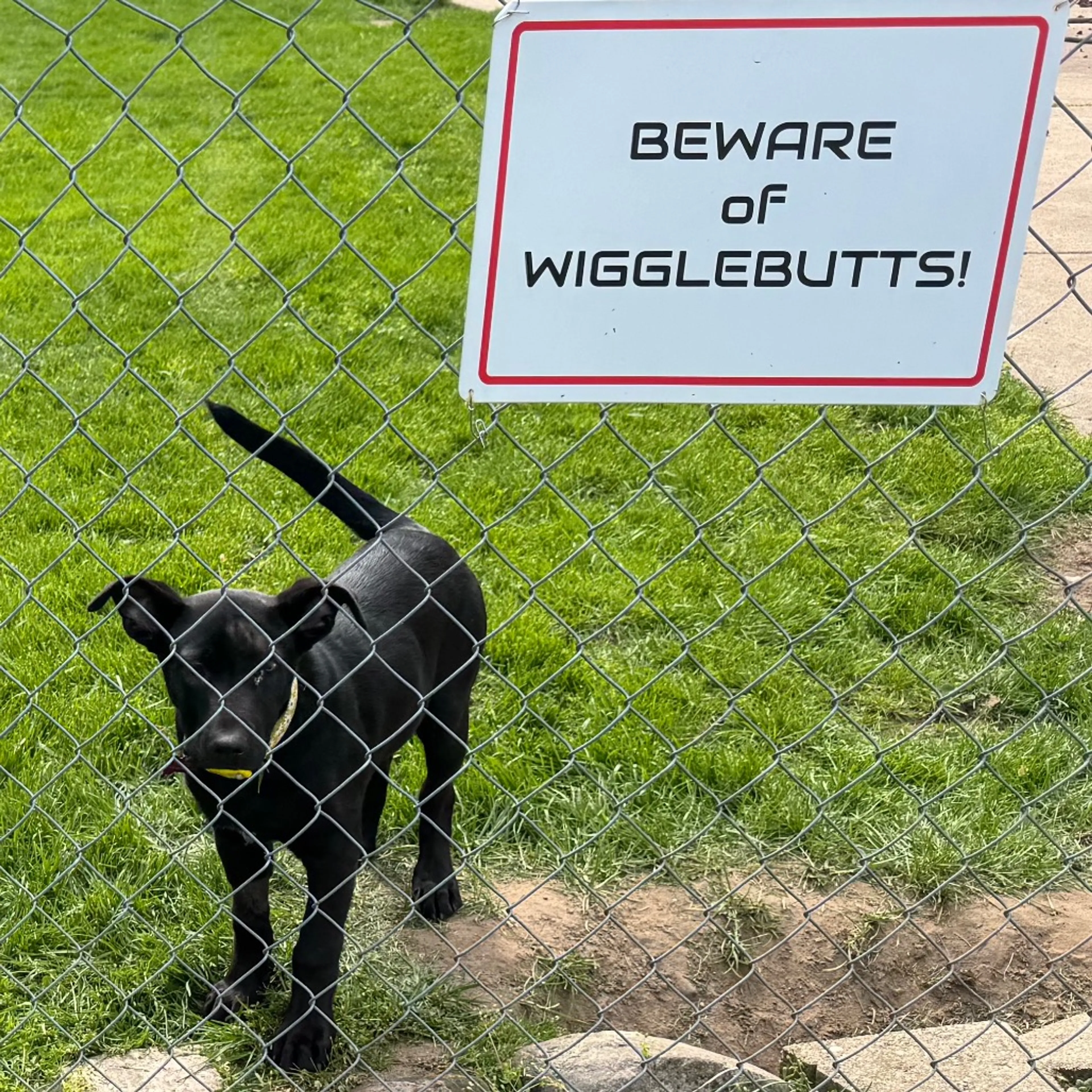 Found pet-38
