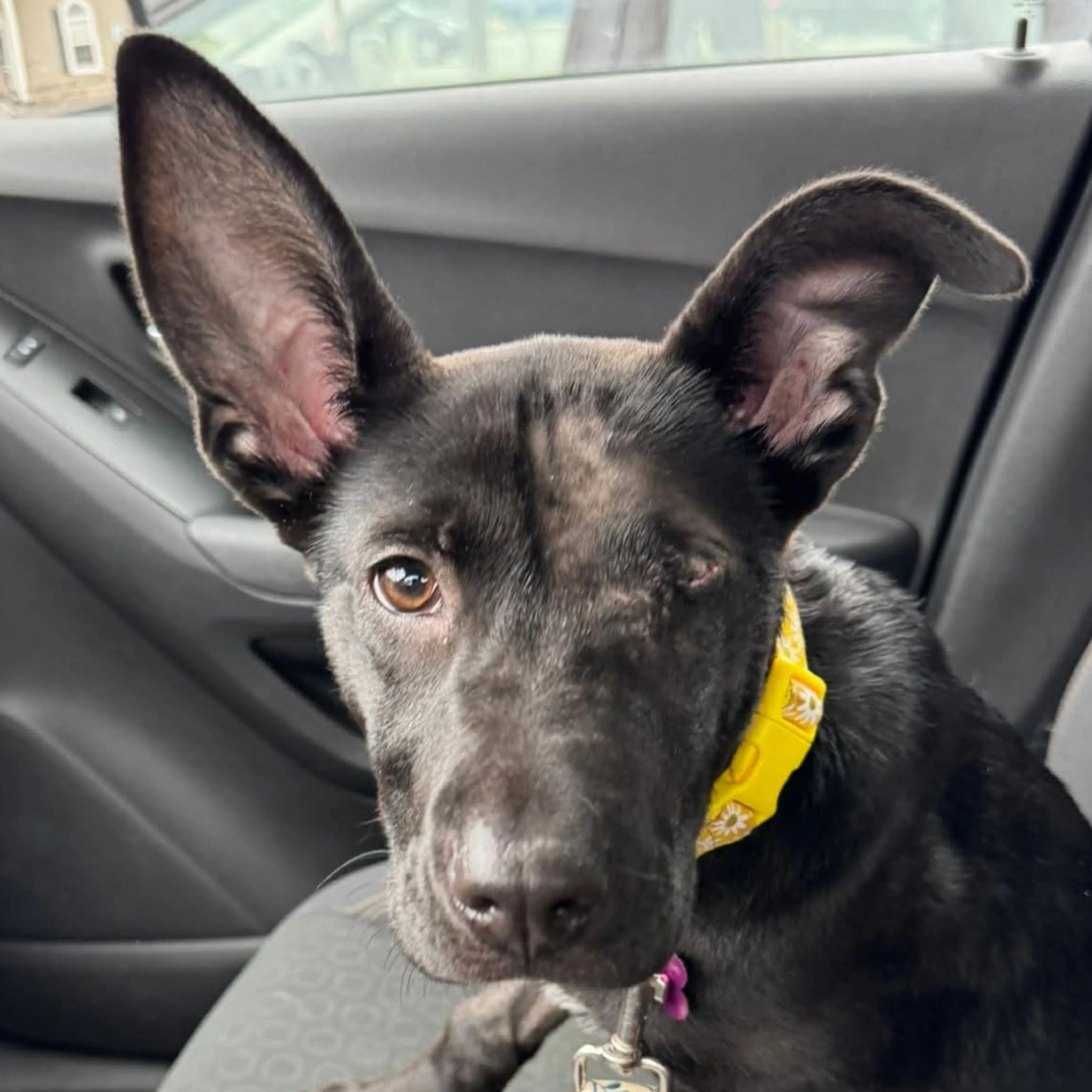 Found pet-14