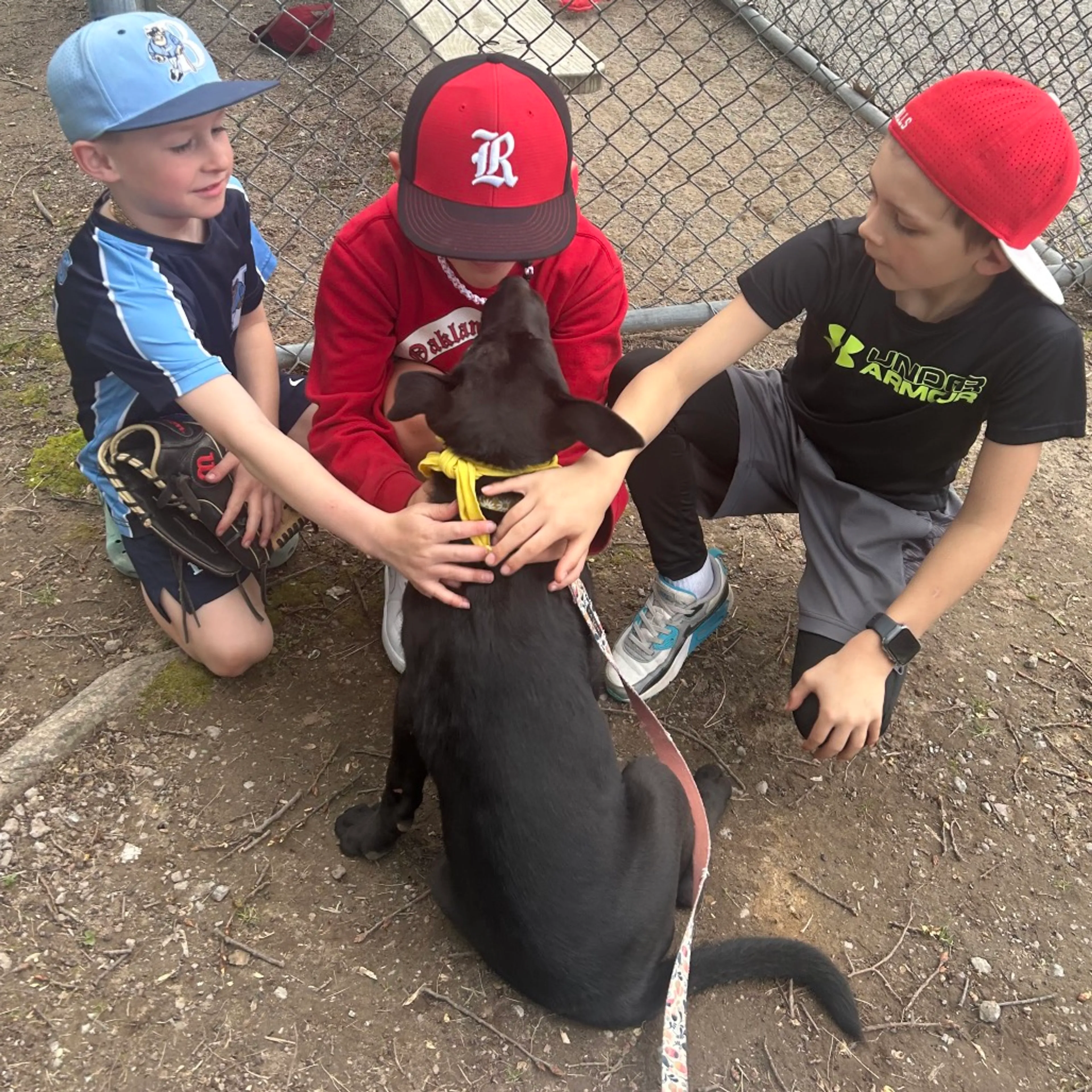 Found pet-39