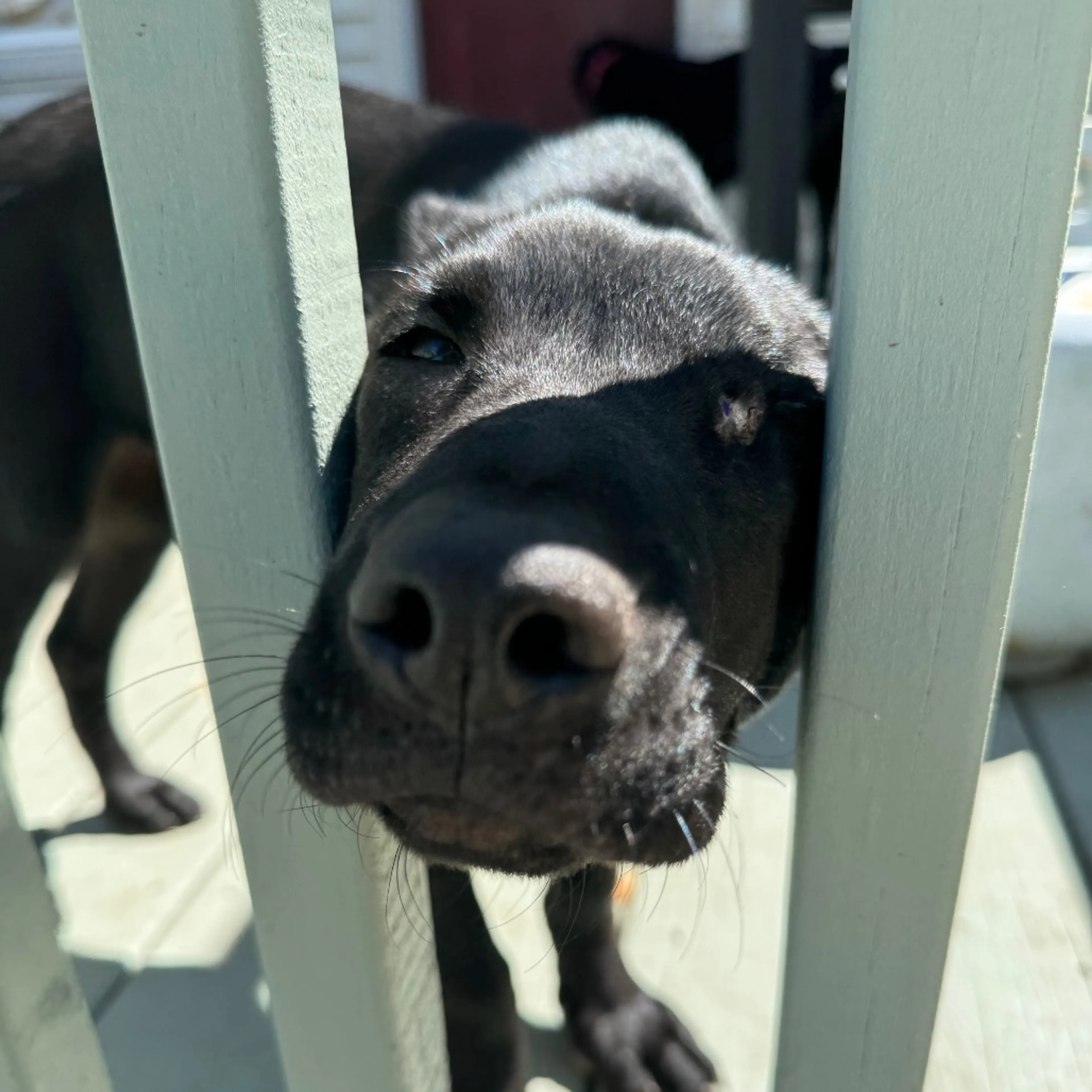 Found pet-41
