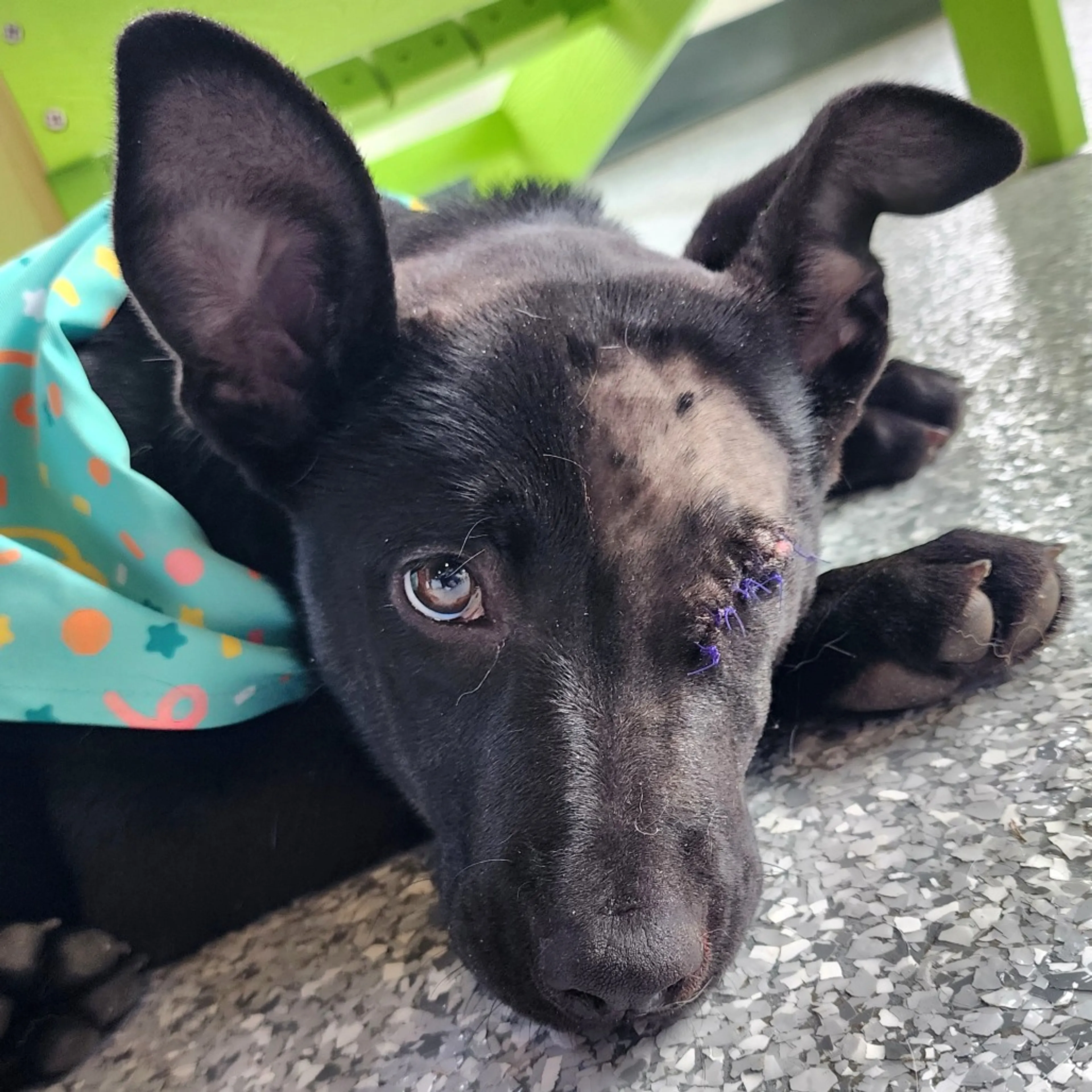 Found pet-11