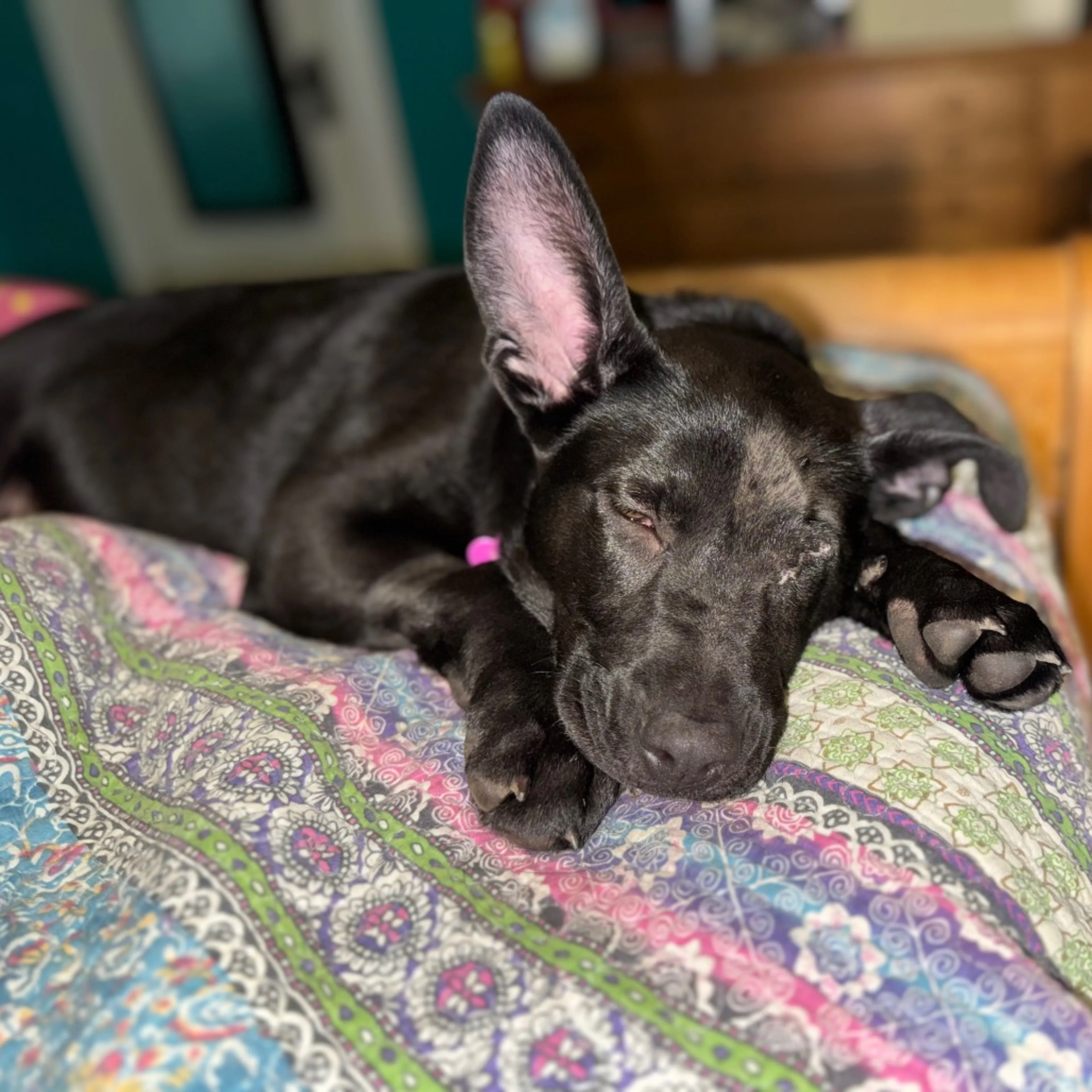 Found pet-34