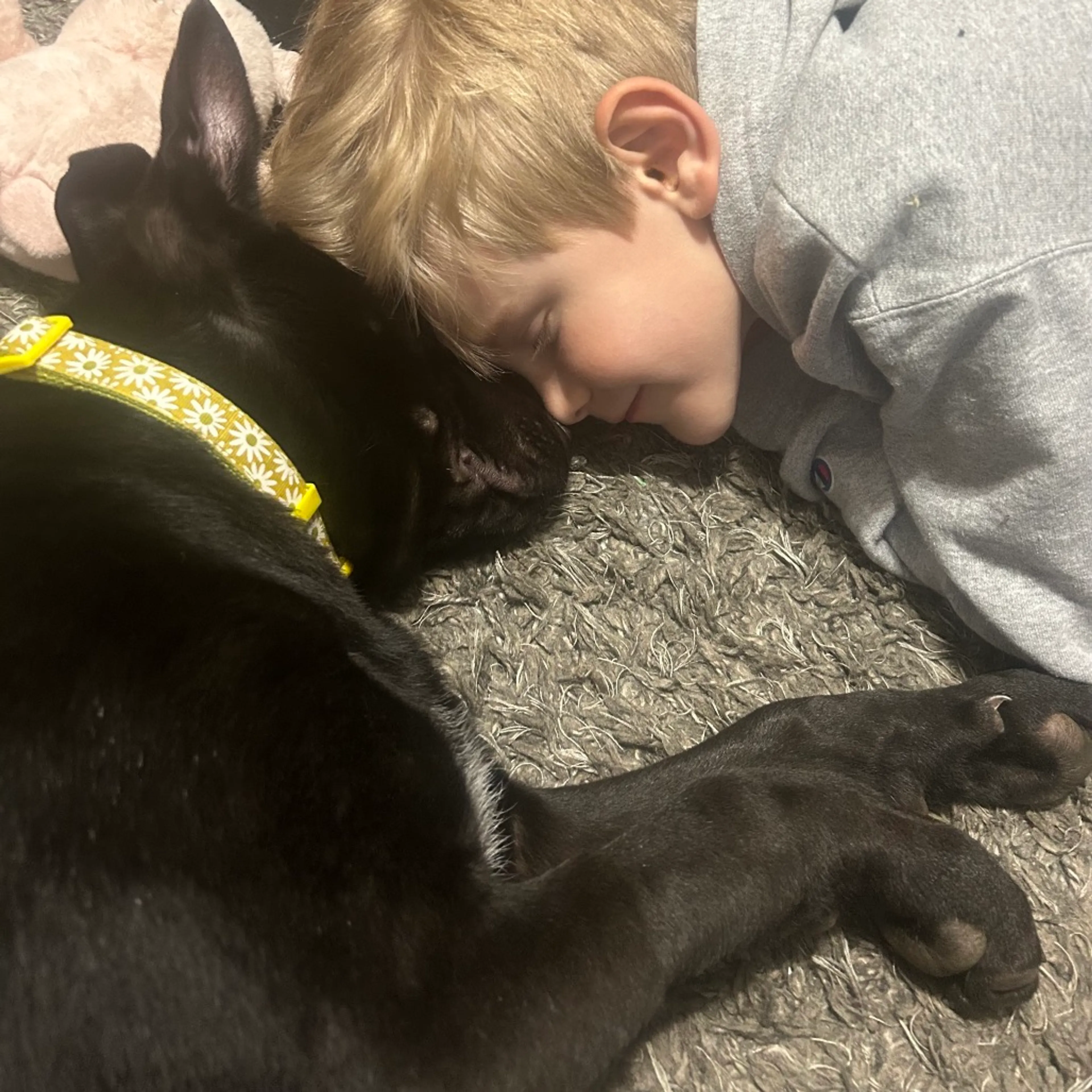 Found pet-43