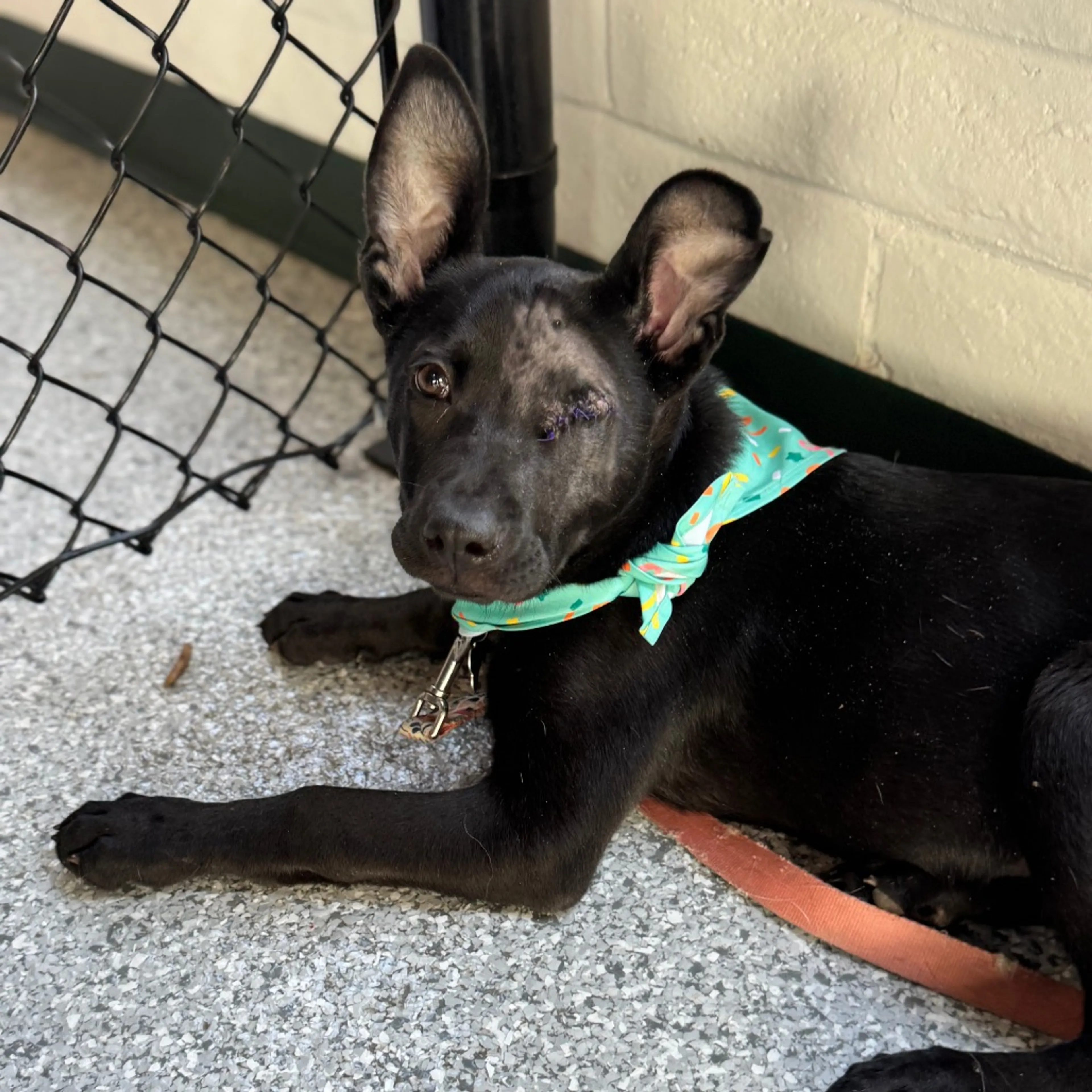 Found pet-30