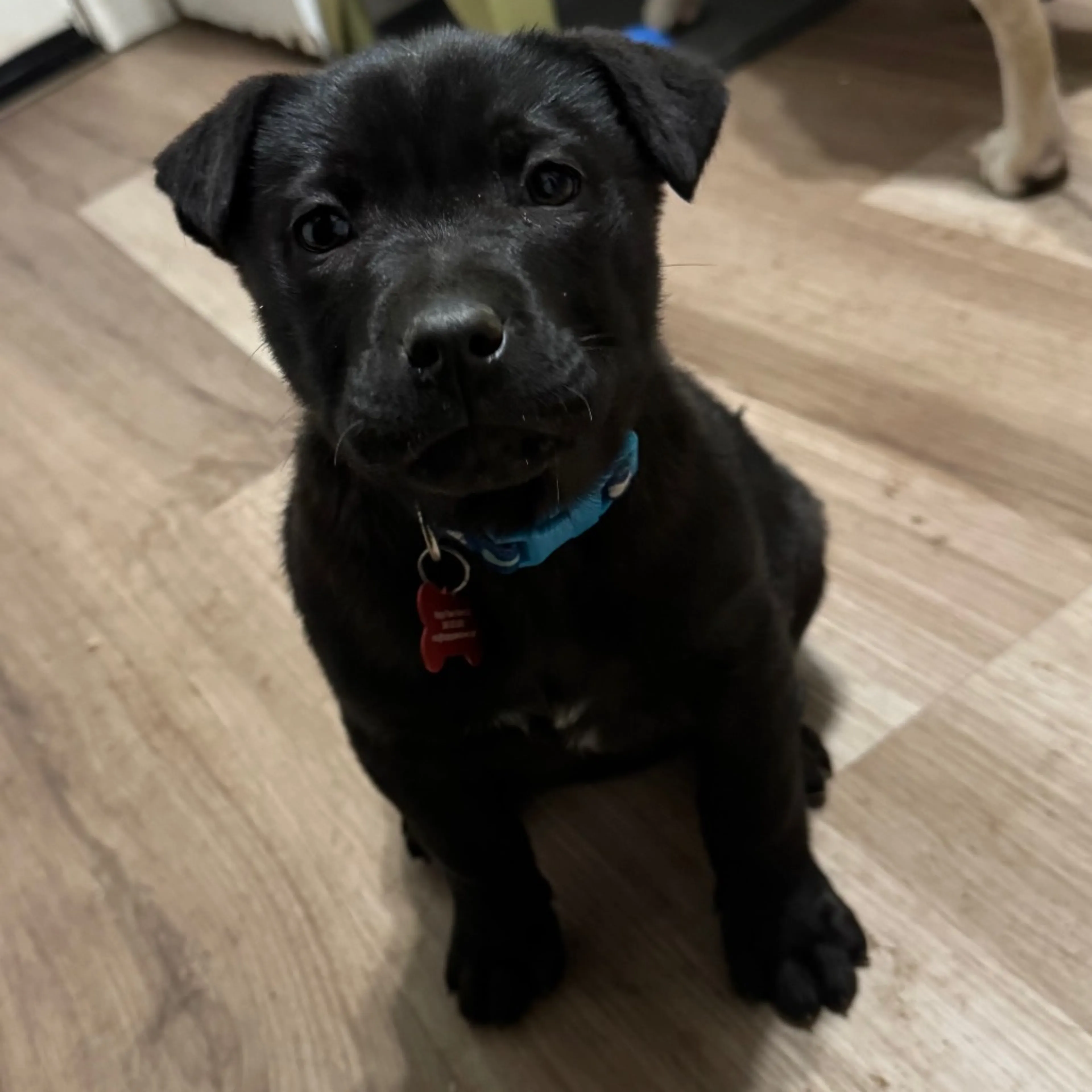 Found pet-2