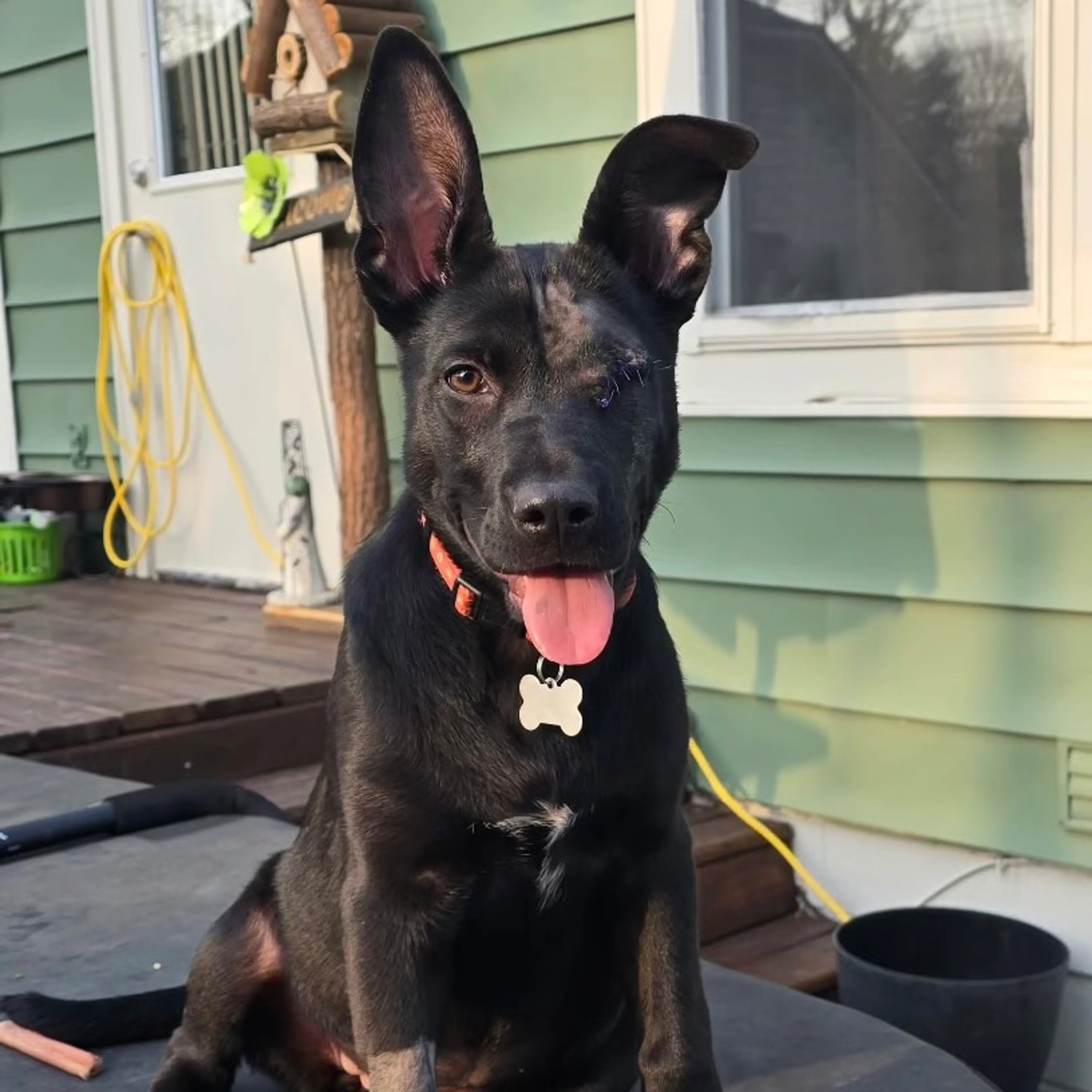Found pet-21
