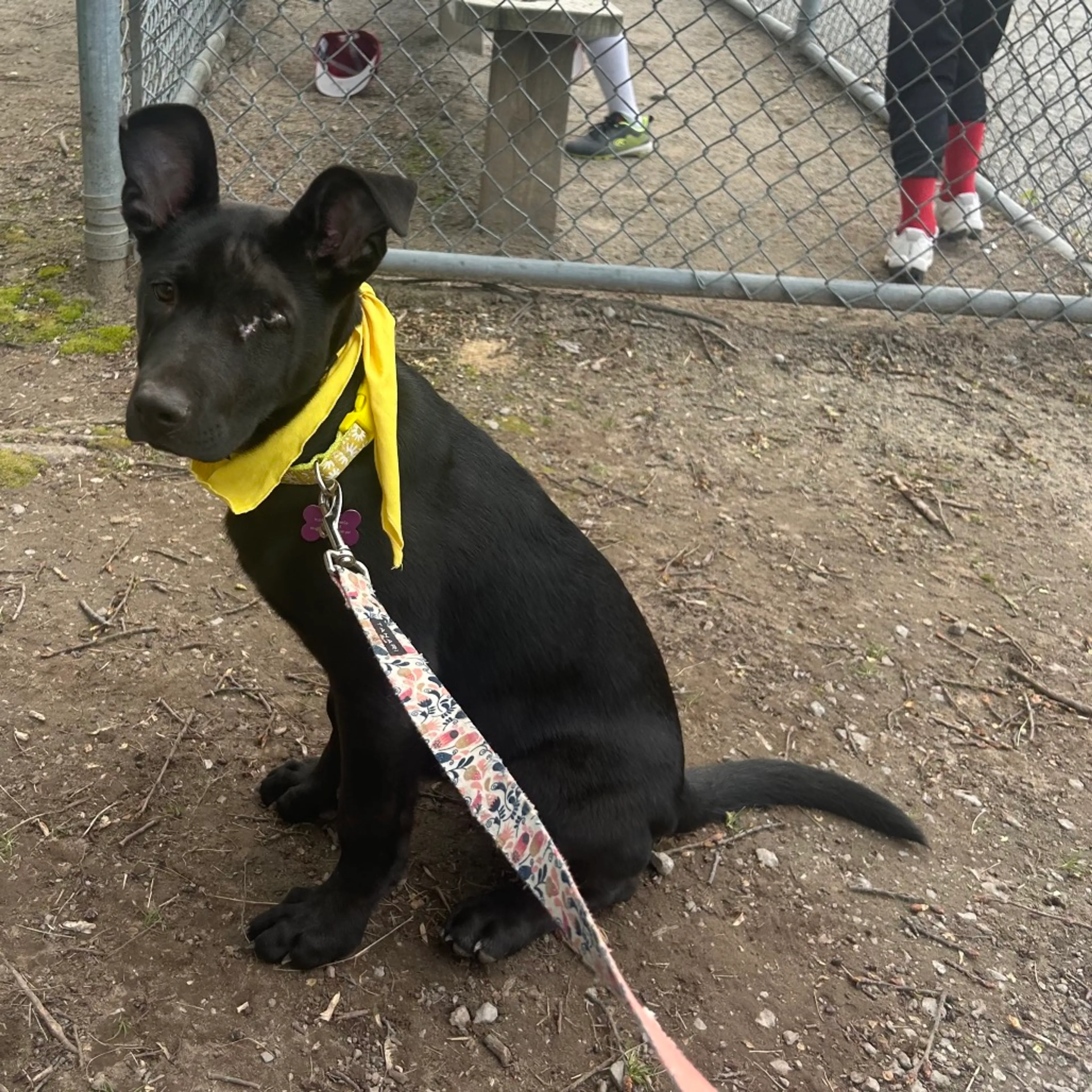 Found pet-40