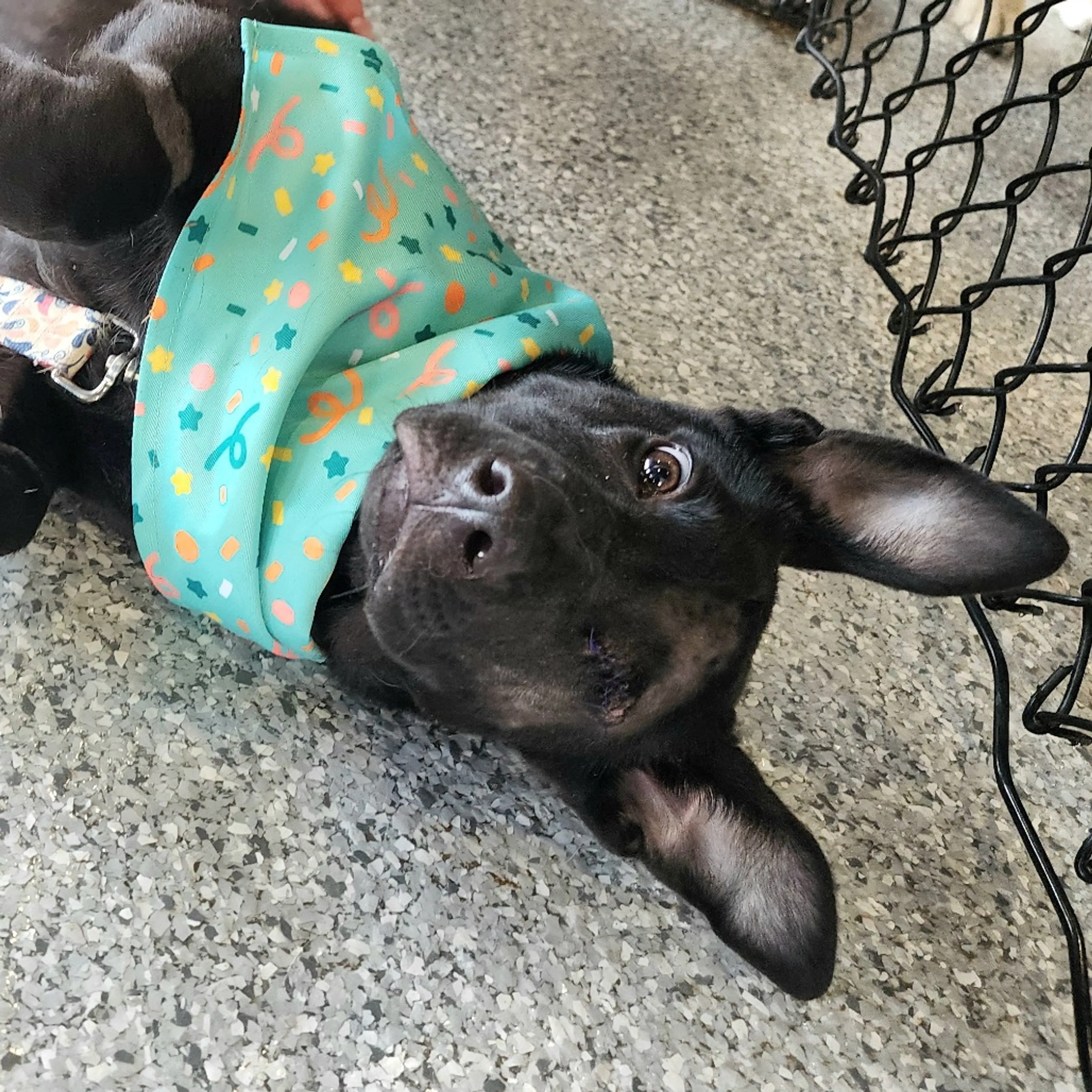 Found pet-12
