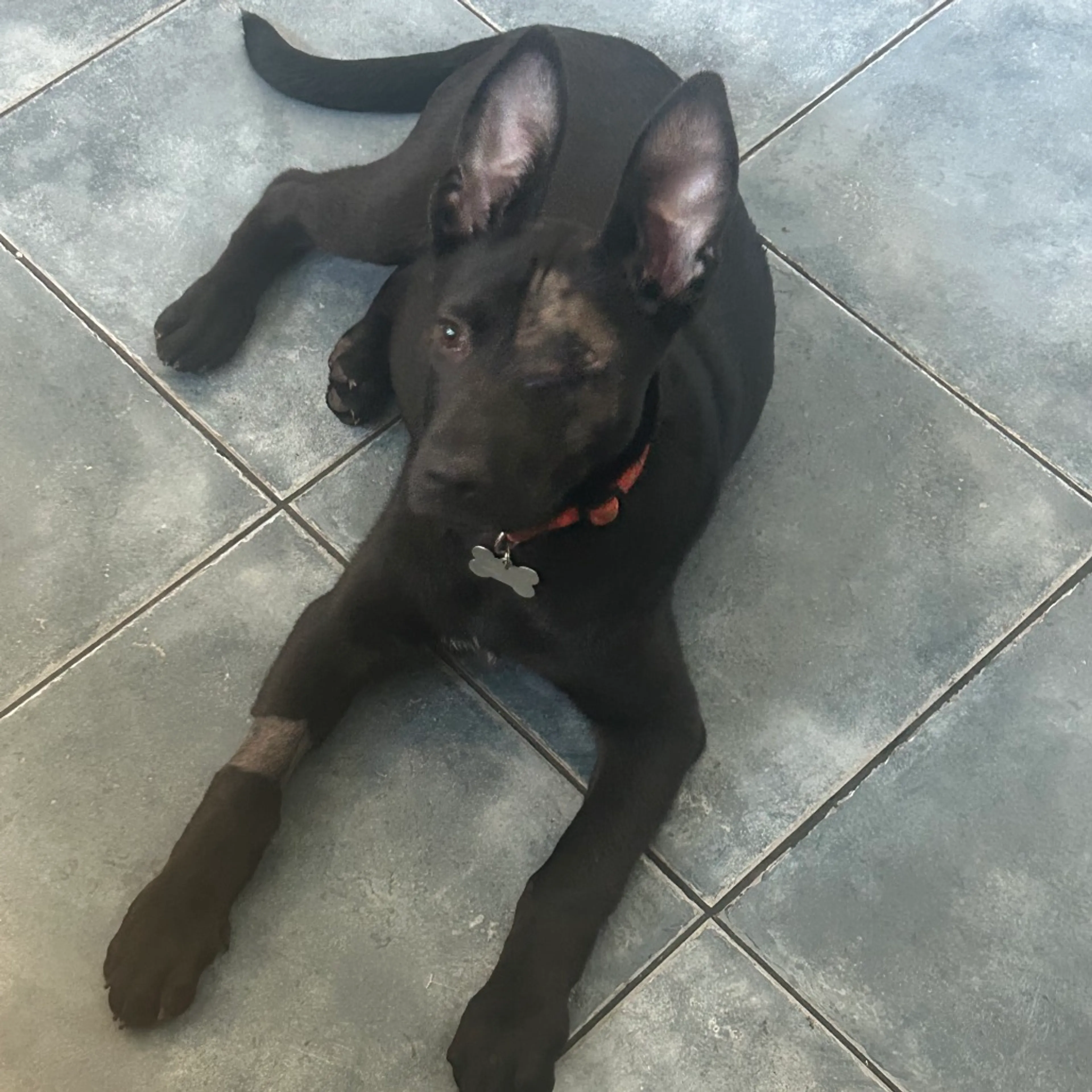 Found pet-26
