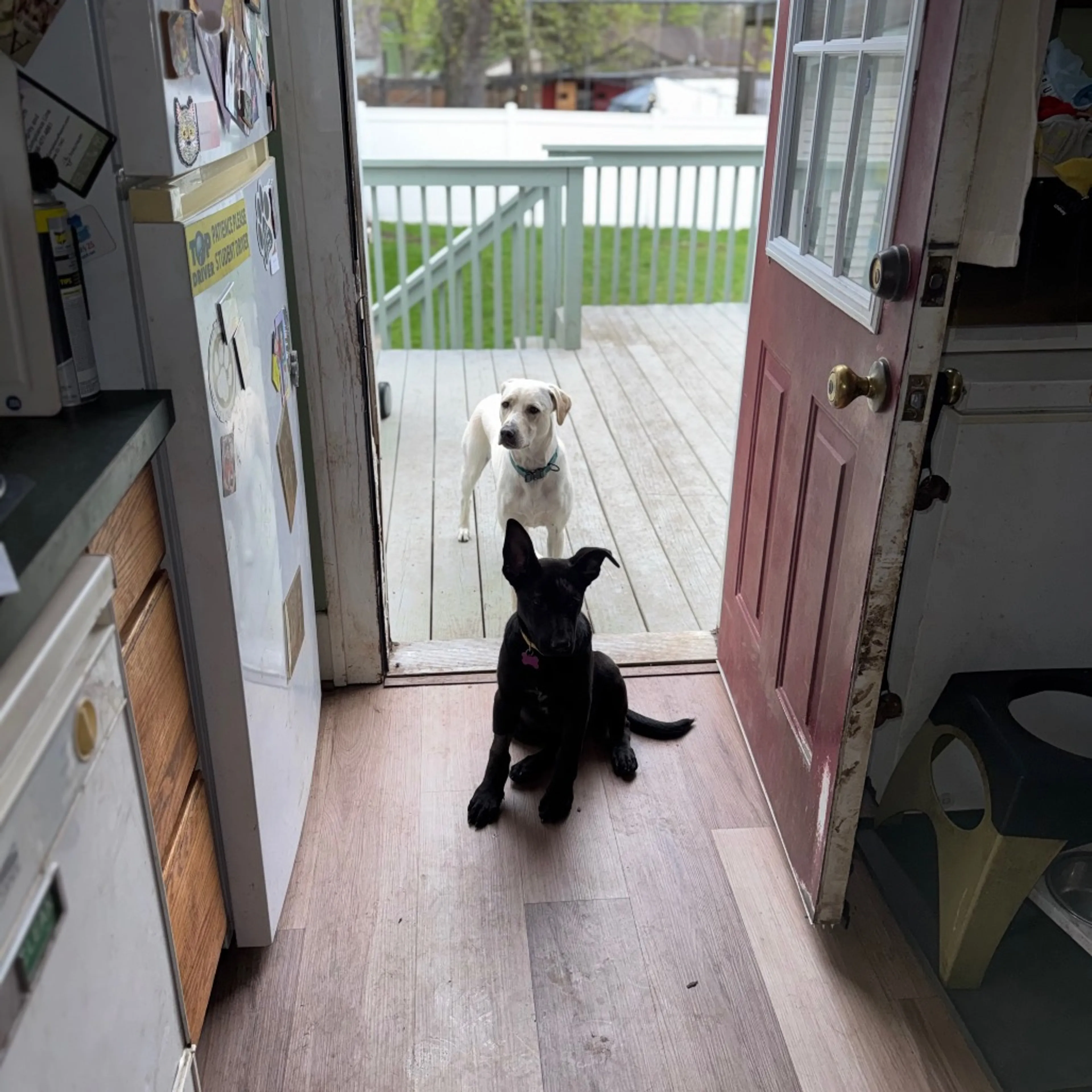 Found pet-16