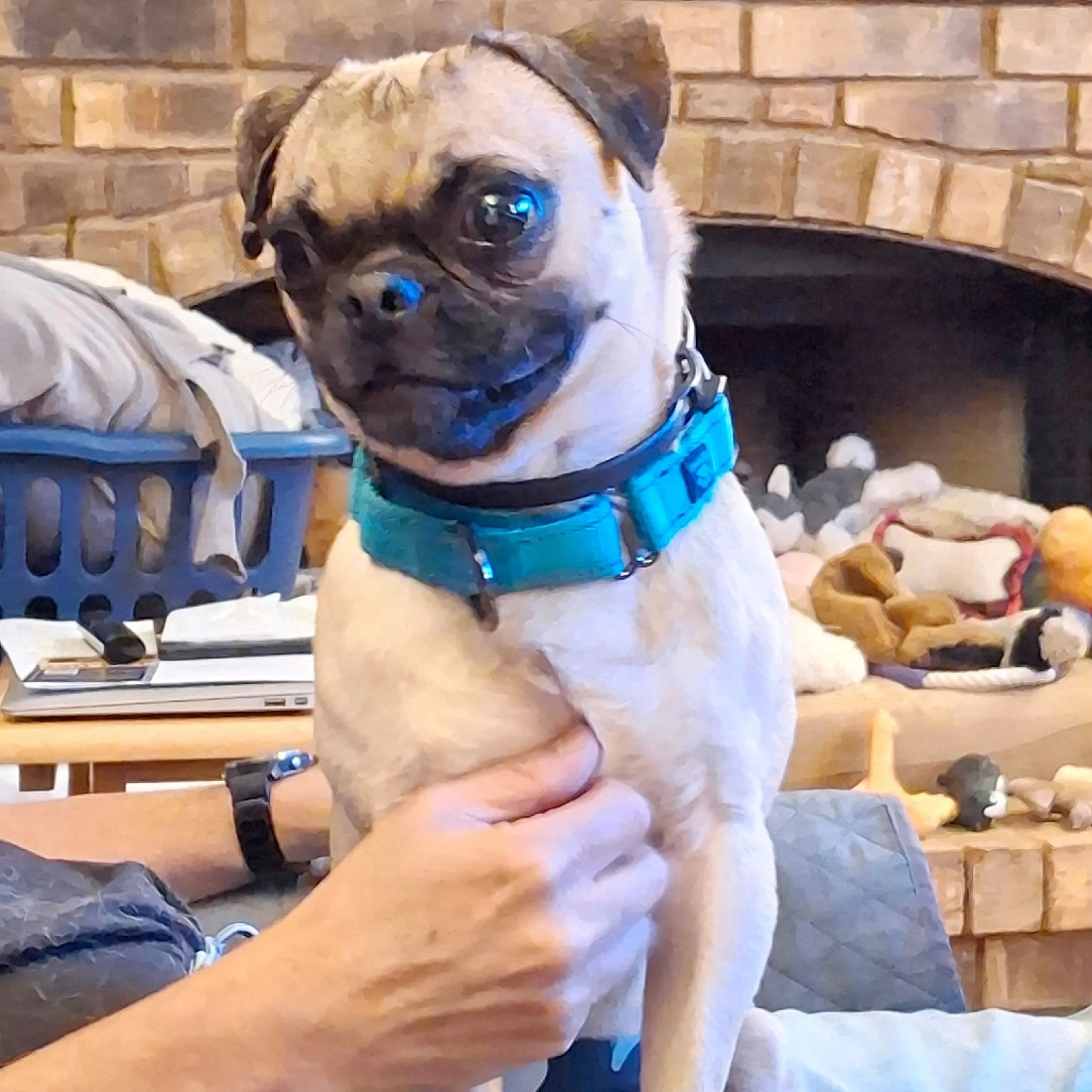 Found pet-2