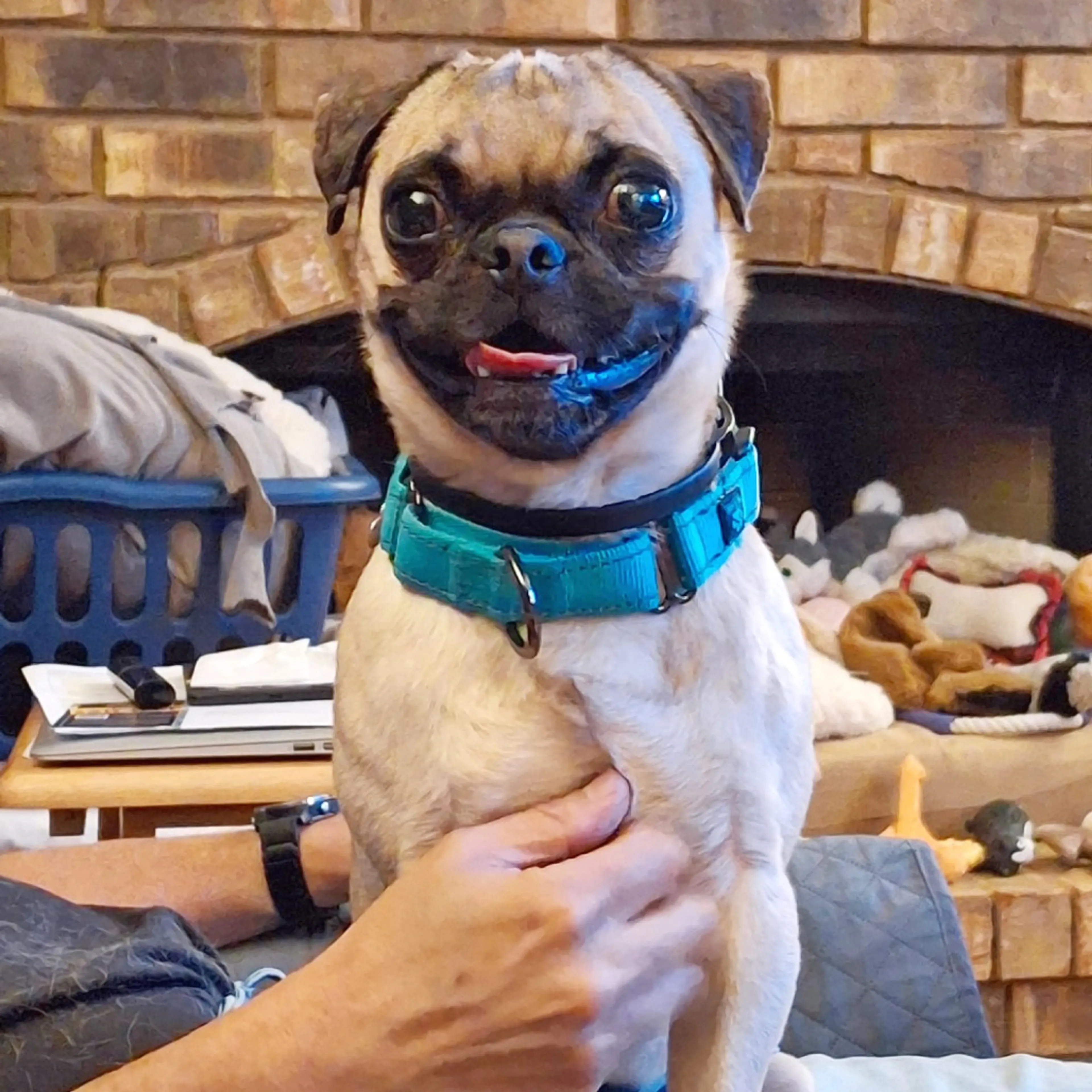 Found pet-3
