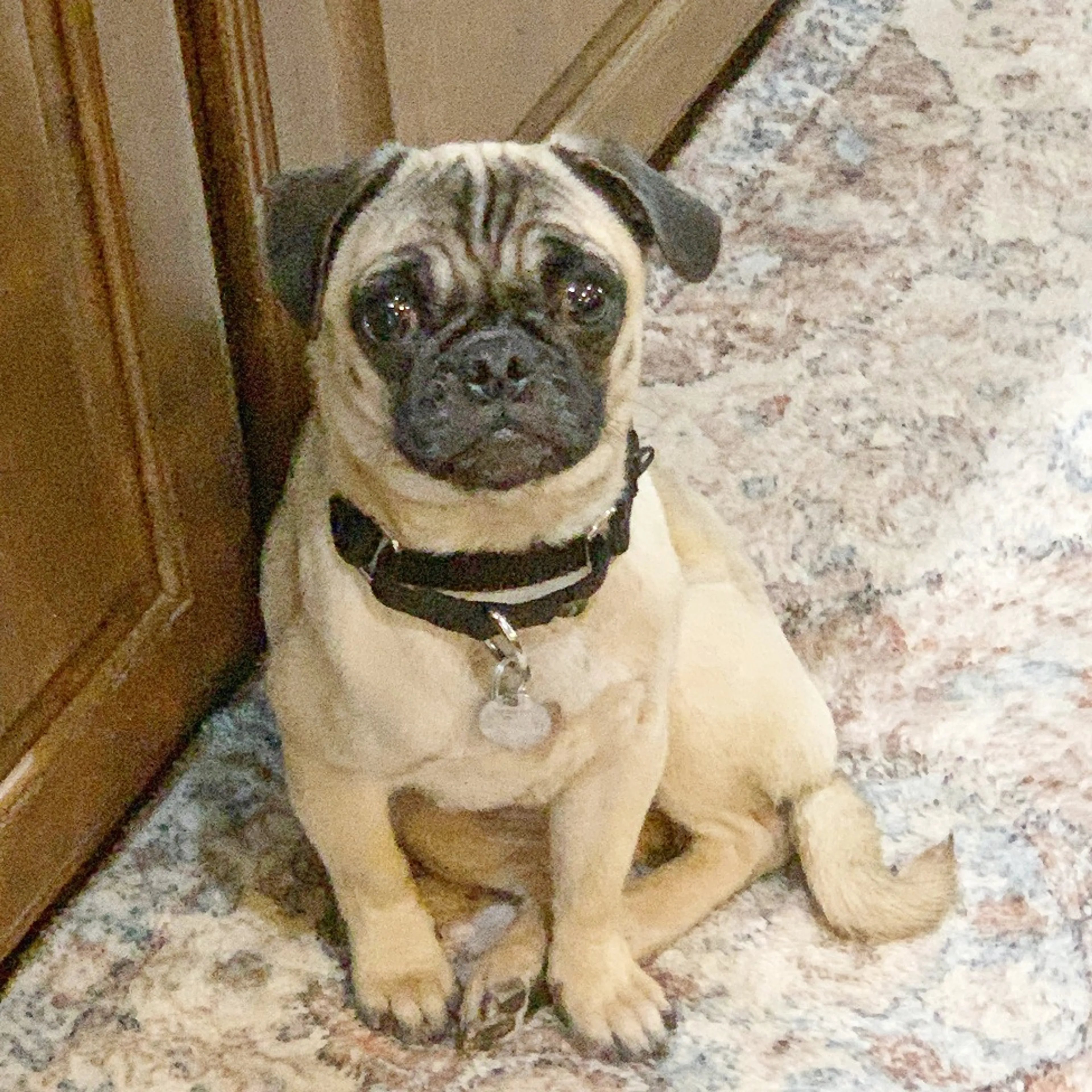 Found pet-2