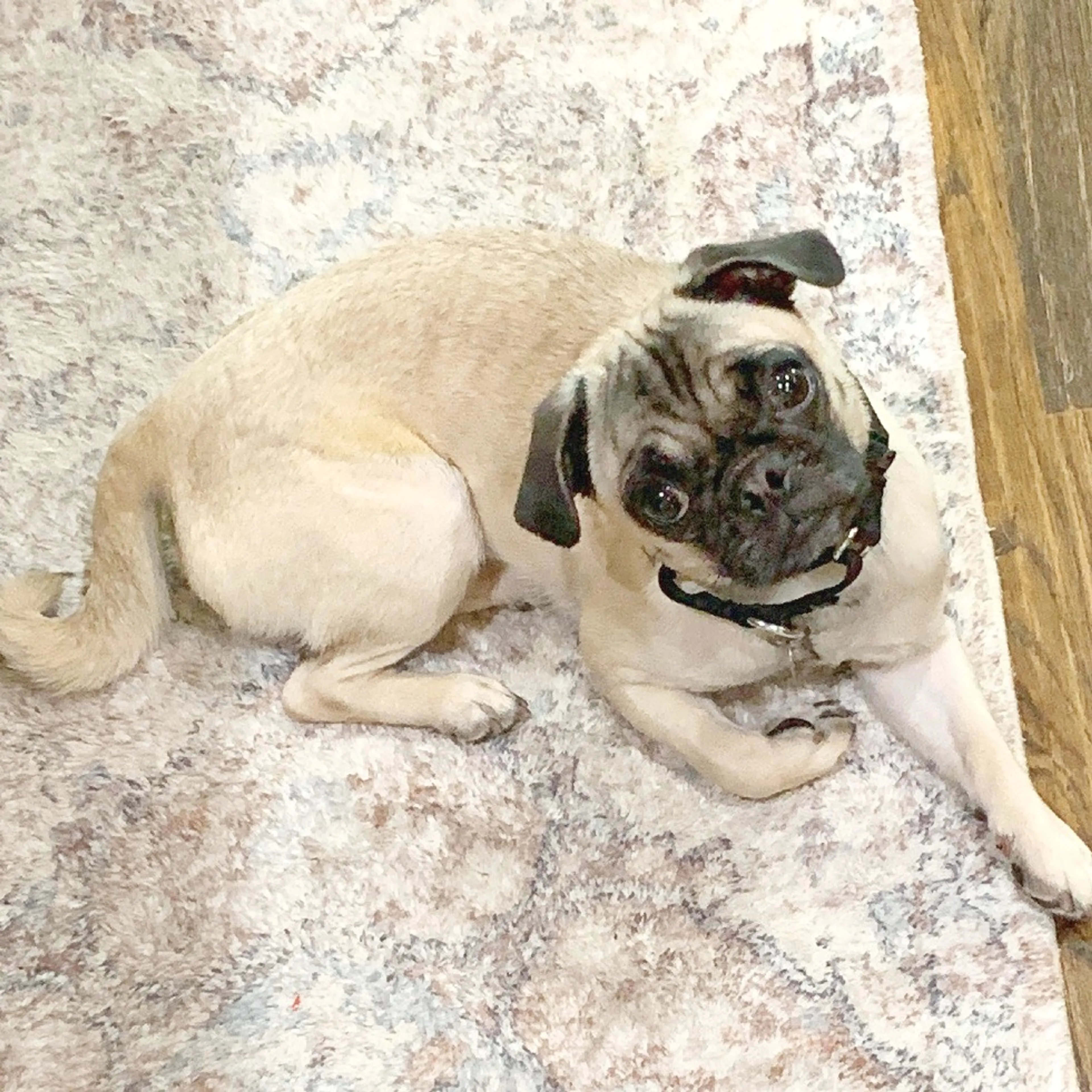 Found pet-0
