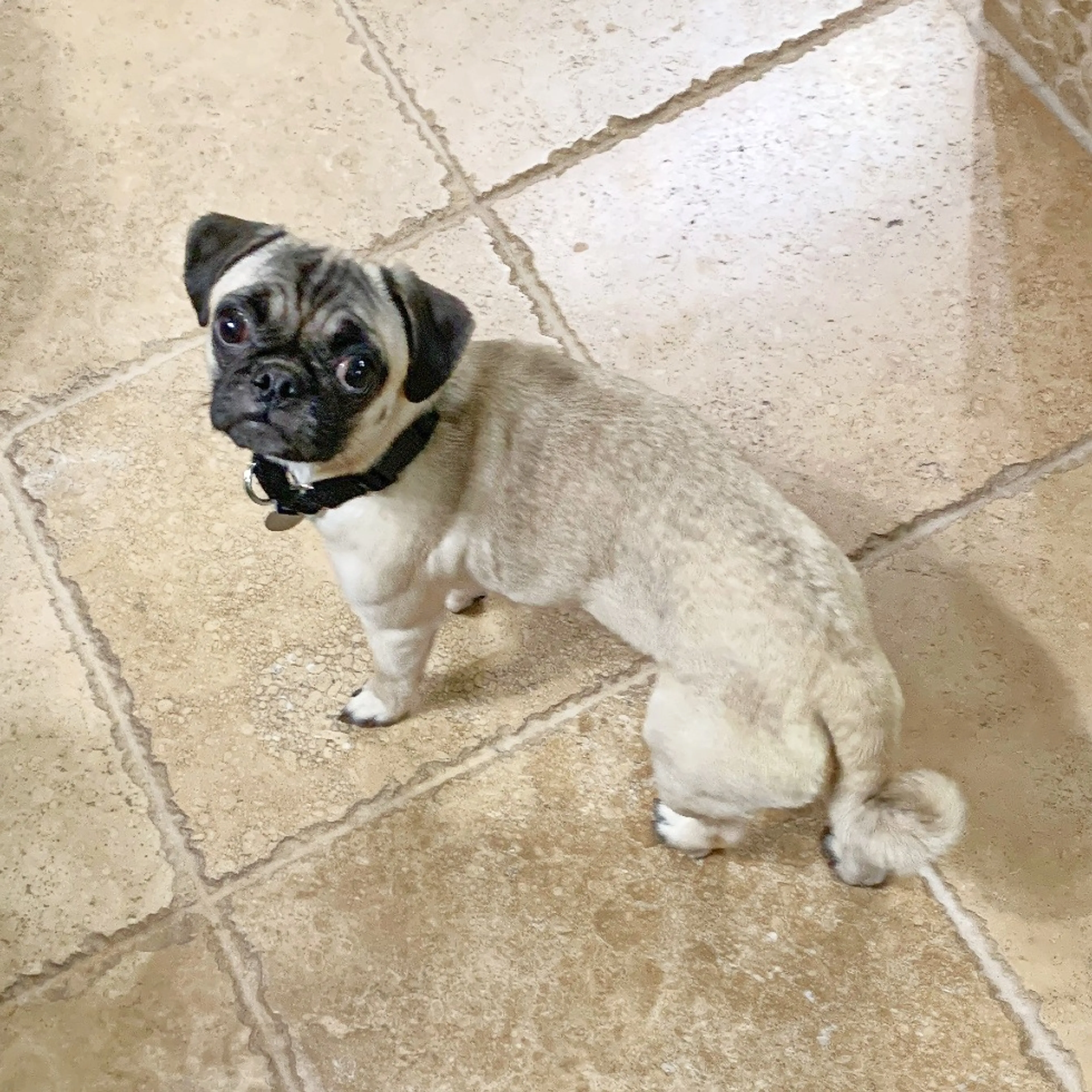 Found pet-1