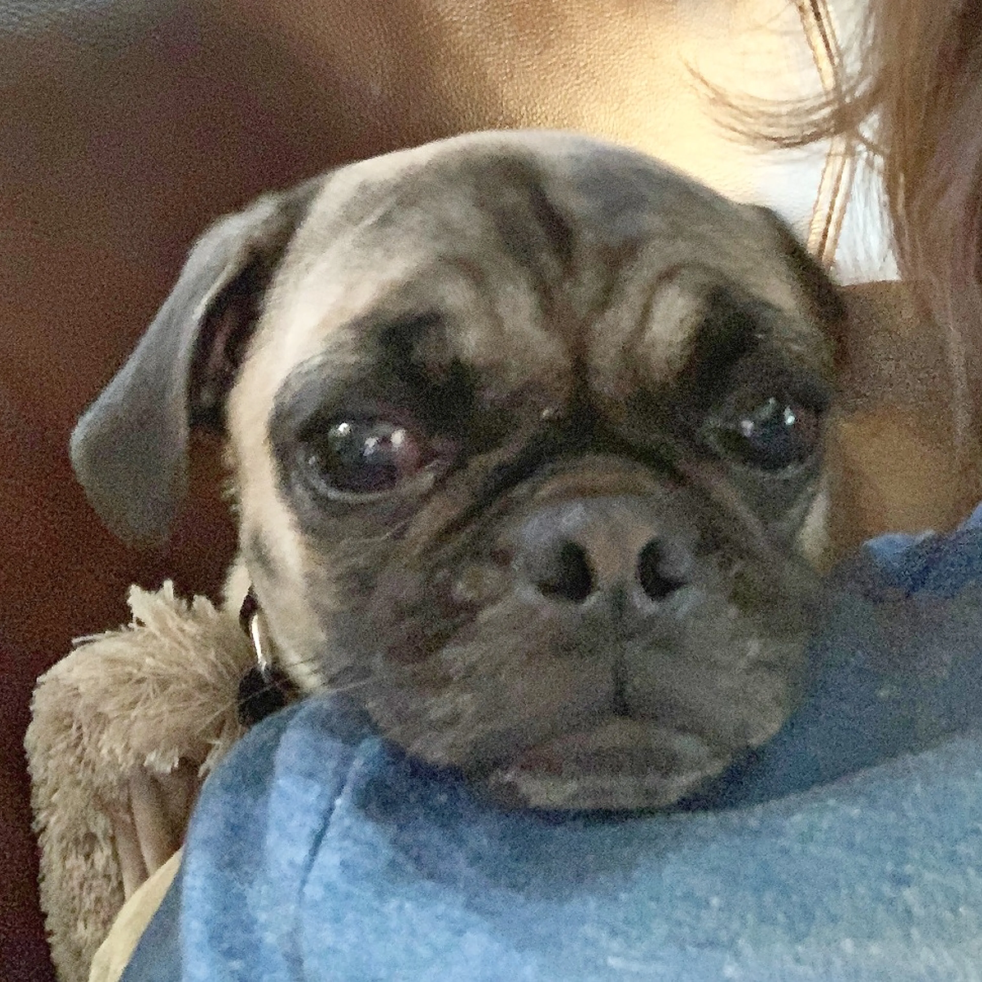 Found pet-3