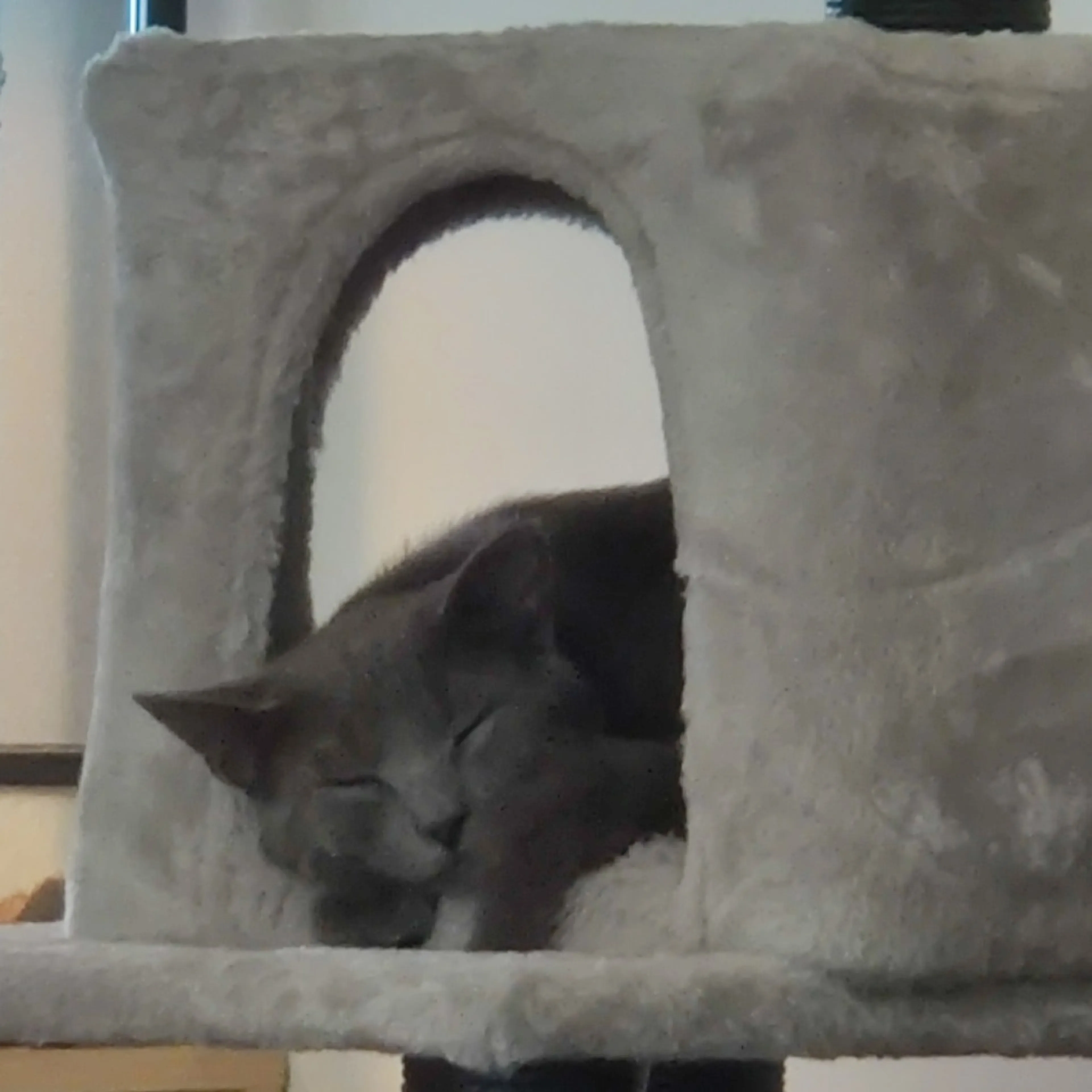 Found pet-8